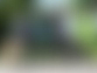 Tävlingsdebut för vår första whippetvalp