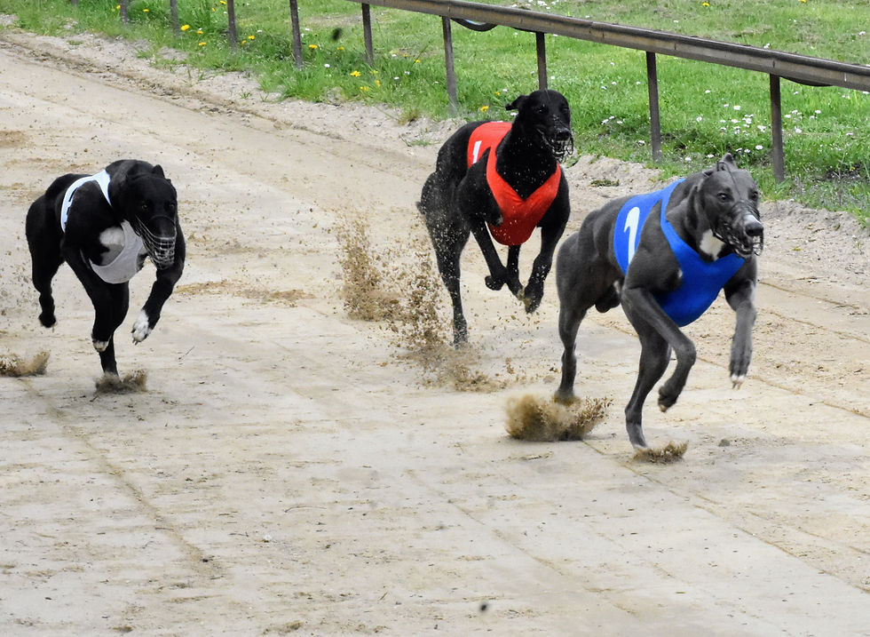 Sirius vinner före bröderna Benzema och Mosalah.