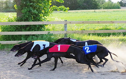 Akela tar starten i Danish Puppy Derby