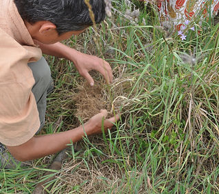 permaculture; sol vivant
