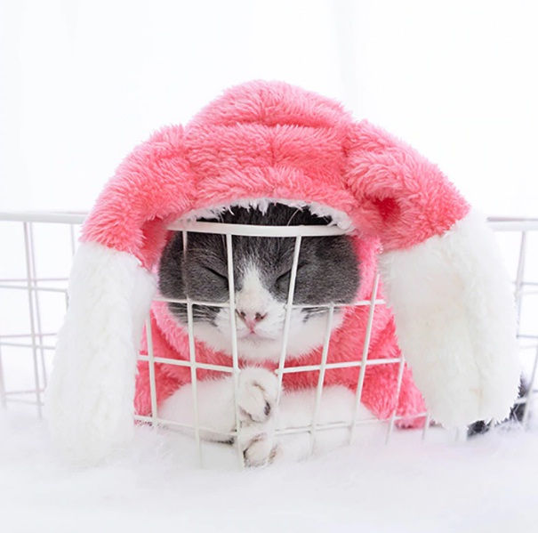 Miniatura: Disfraz de Conejo Perro o Gato (Producto Importado)