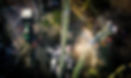 DJI_0124.00_00_27_05.Still001 copy.jpg