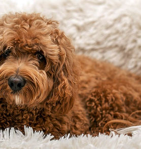 Cavapoo
