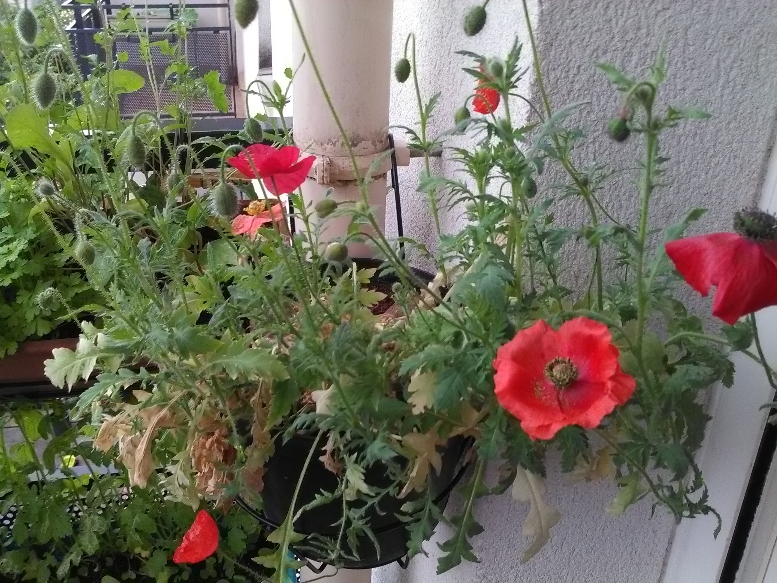 Des coquelicots! J'adore!