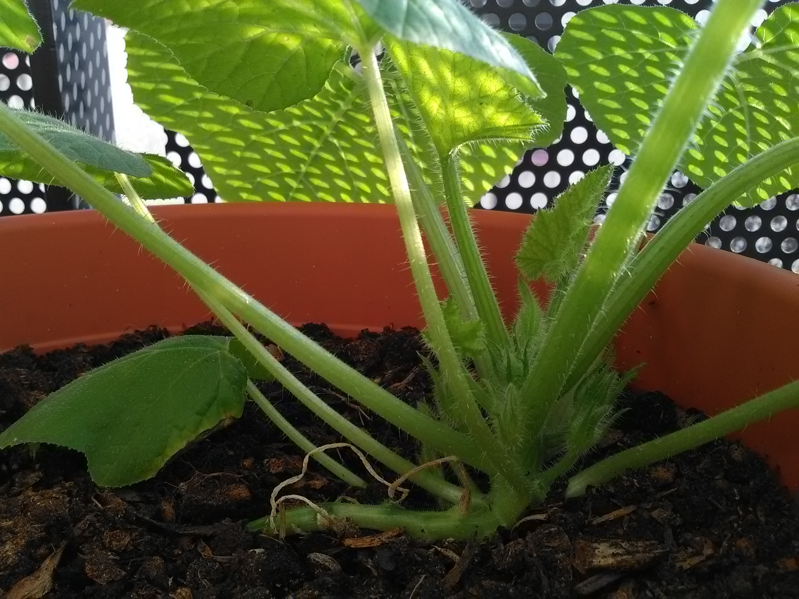 Plant de courgette