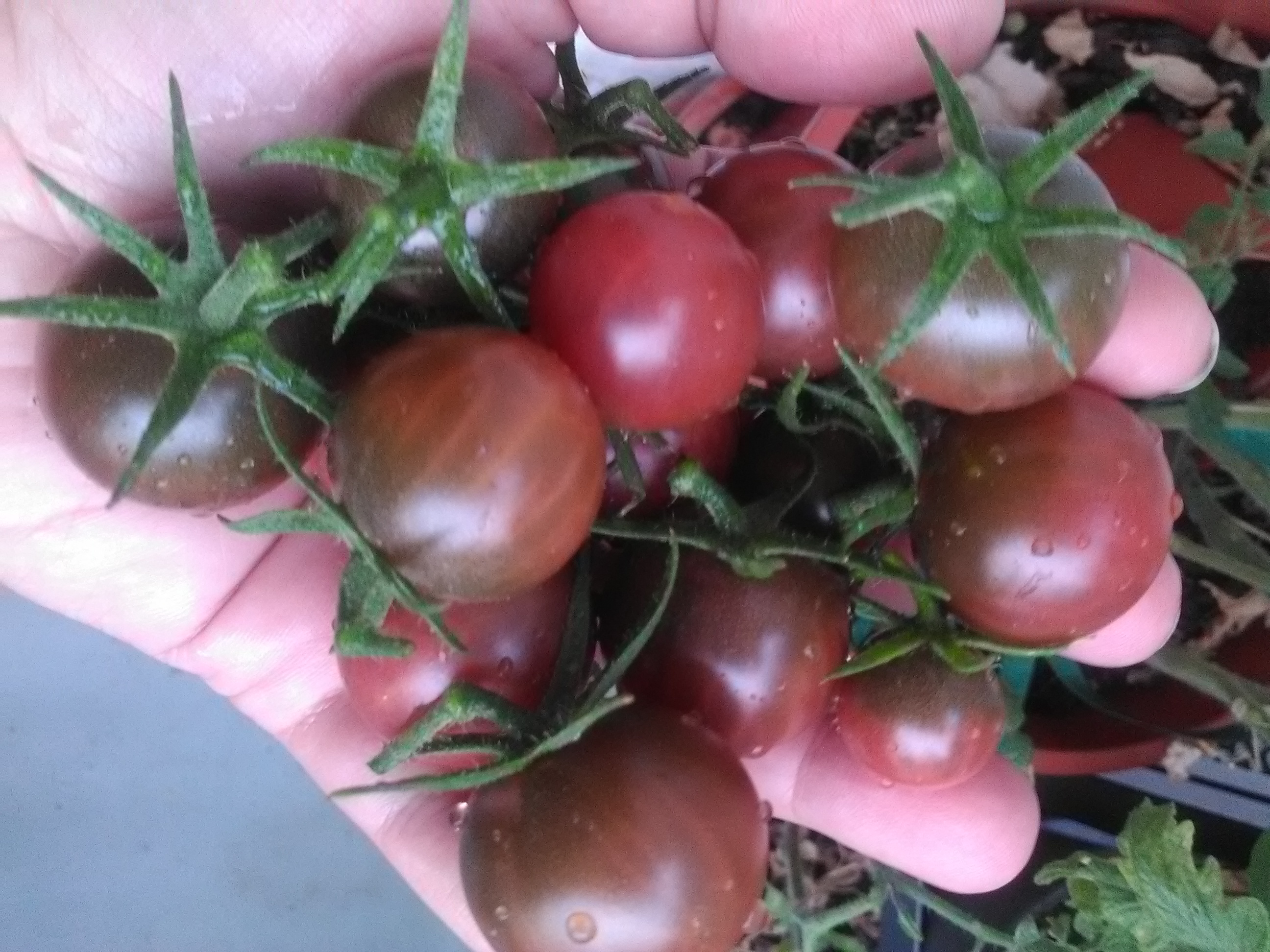 Récolte de Black Cherry