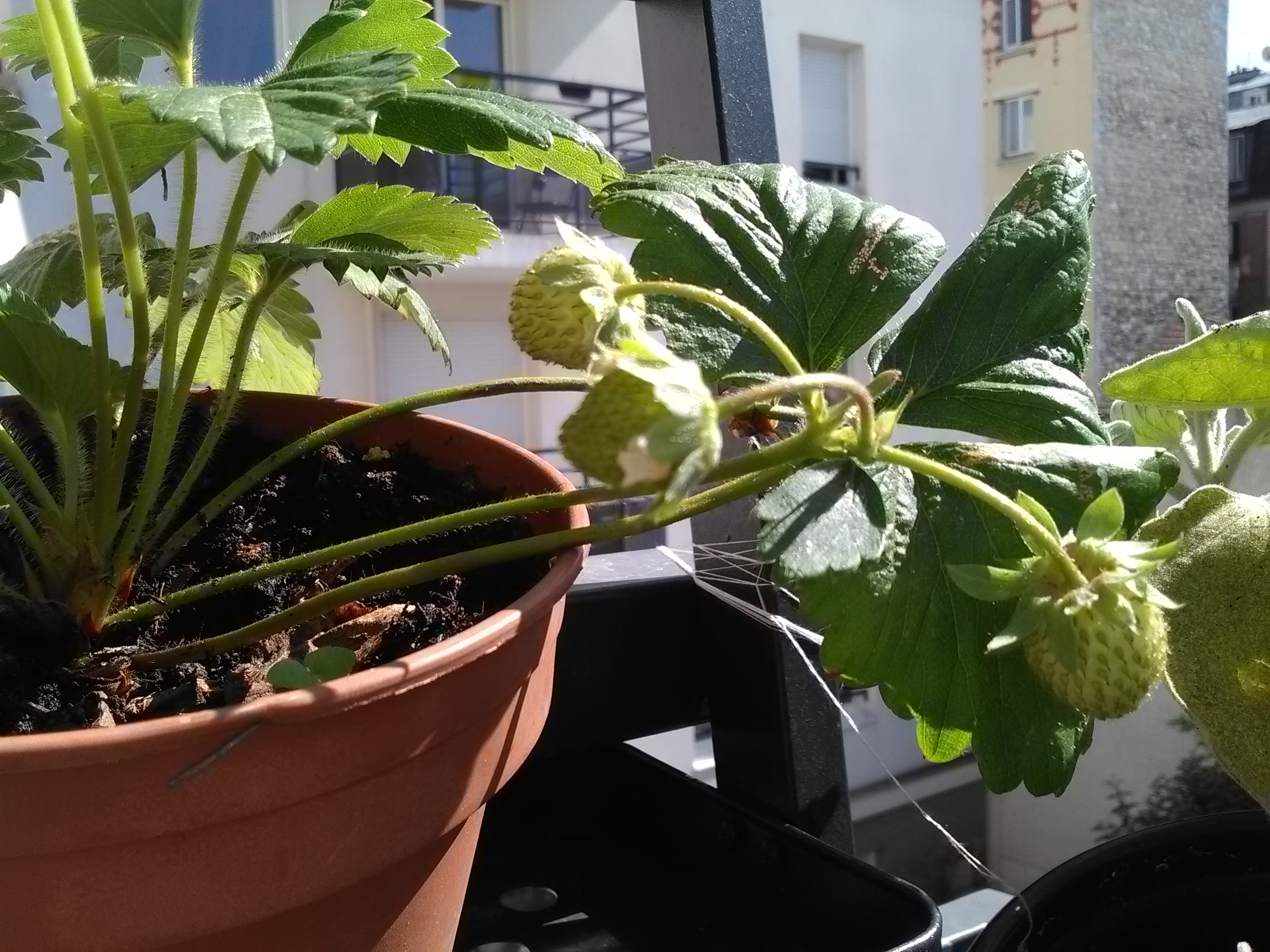Fraises