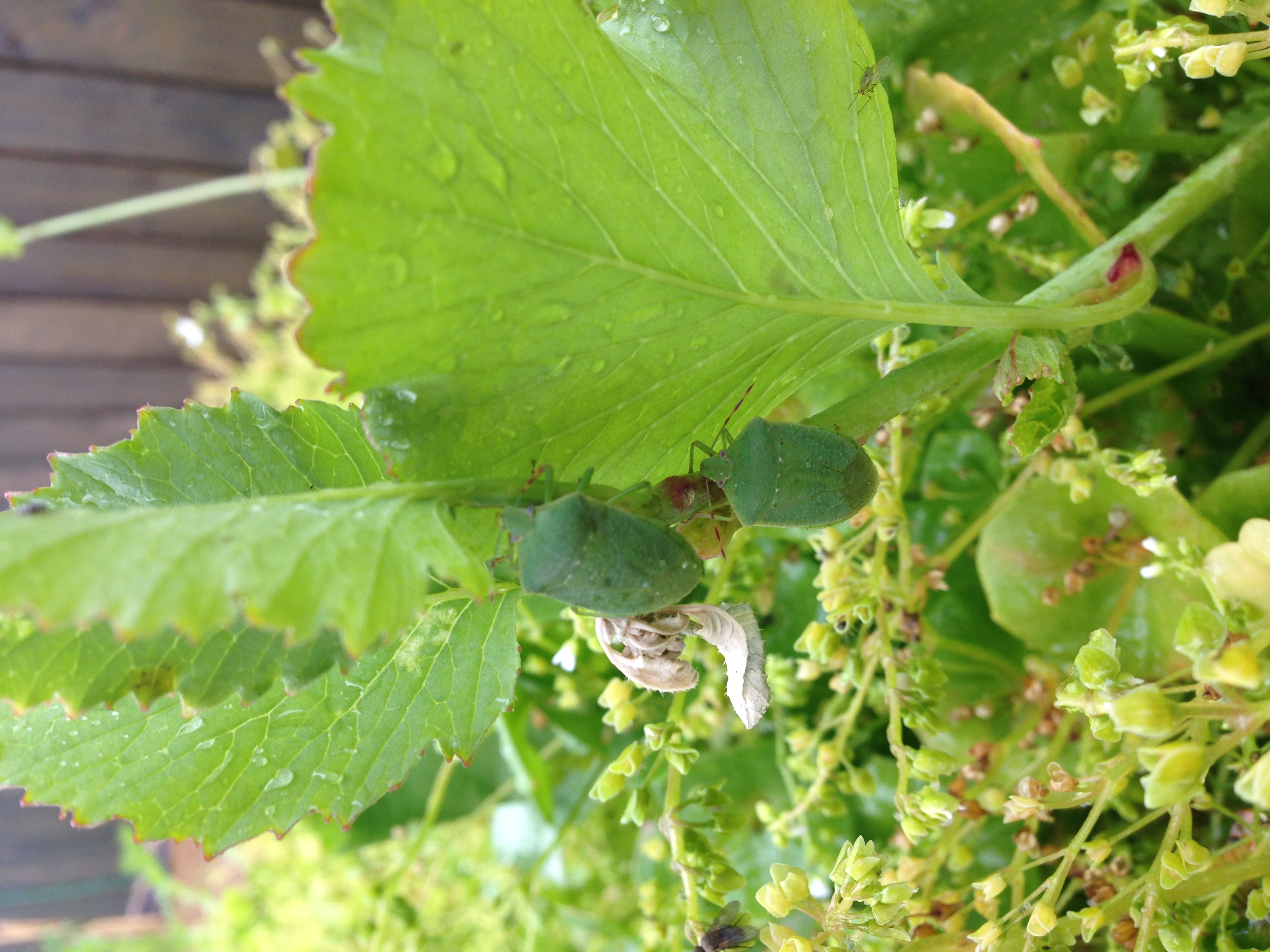 Biodiversité