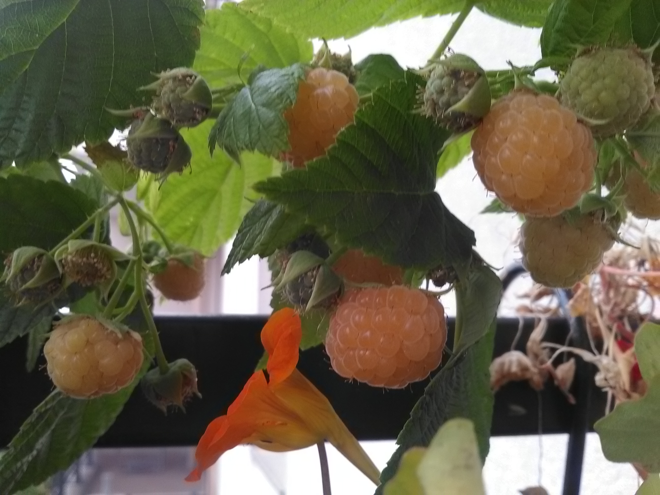 Le plant à super bien produit