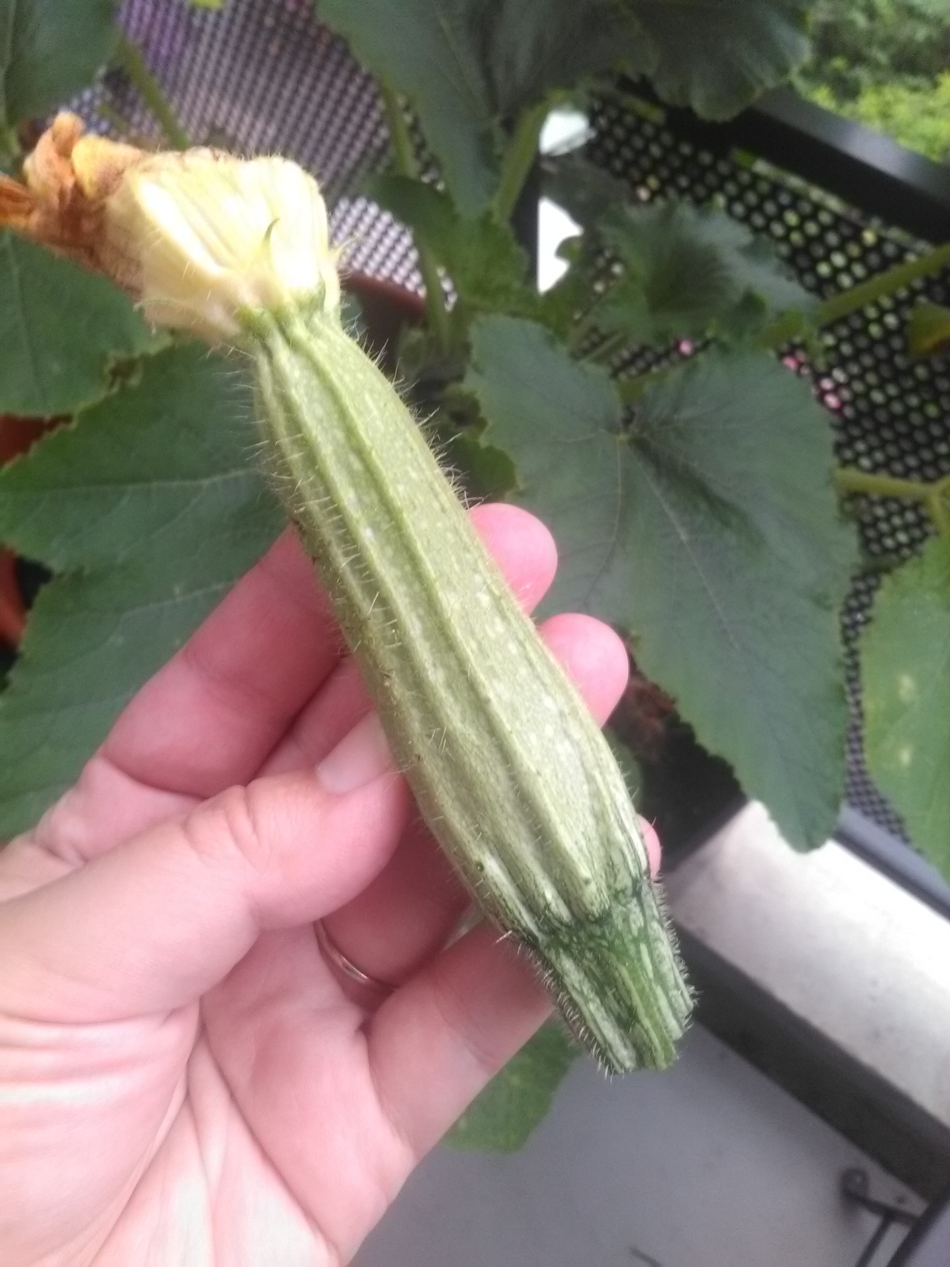 Cueillette de mini courgette