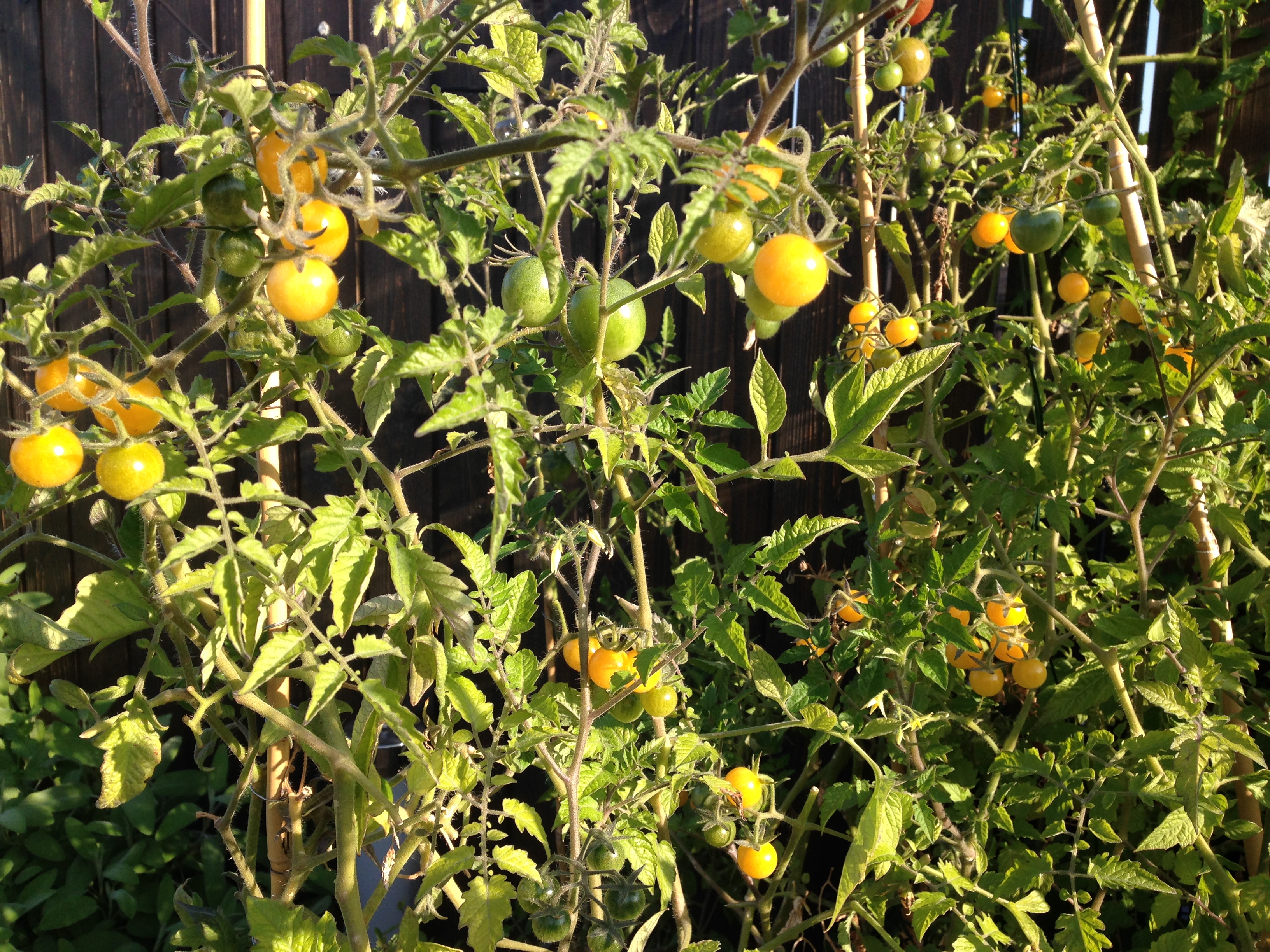 Tomate Champagne