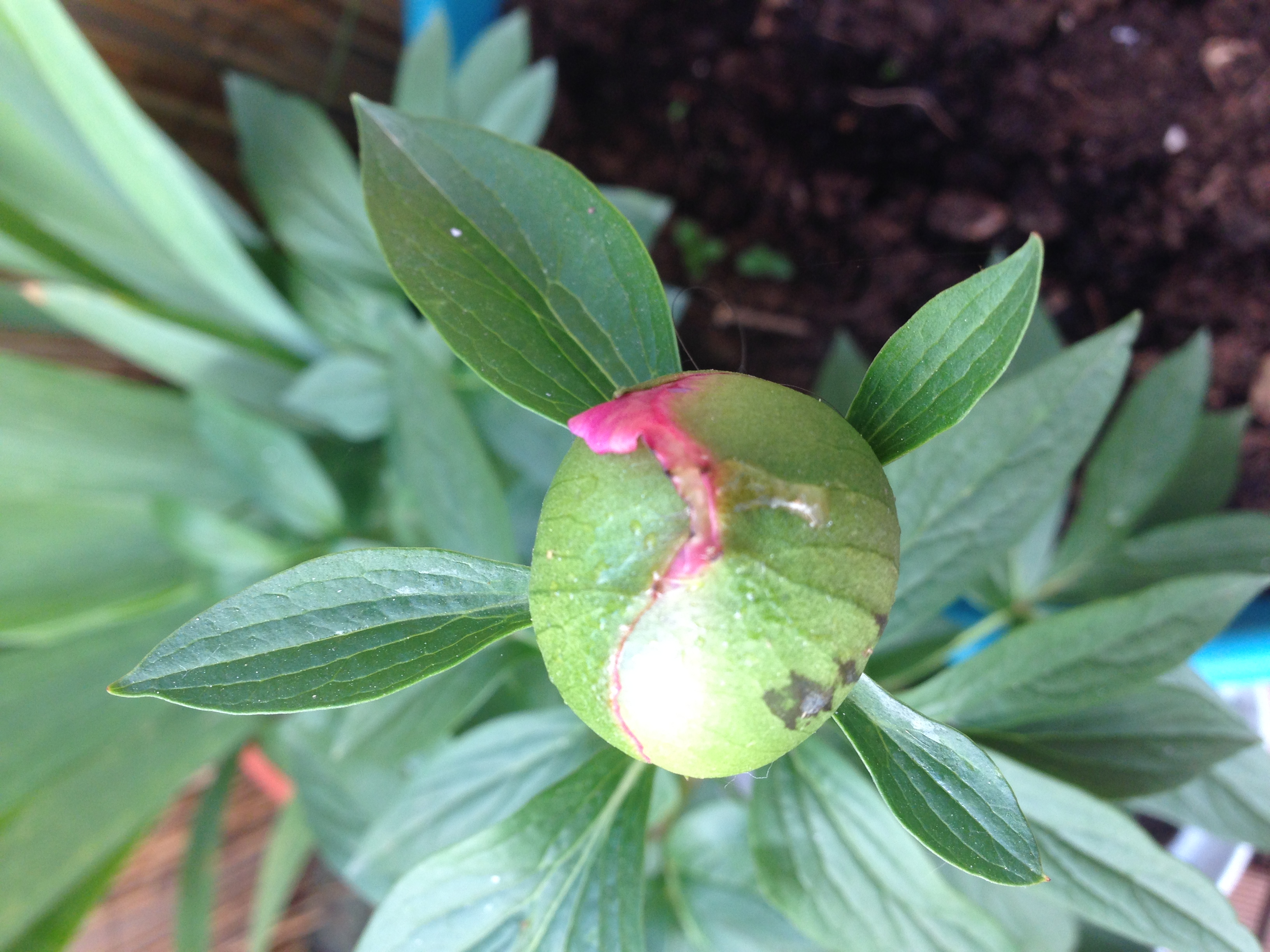 Bouton de pivoine