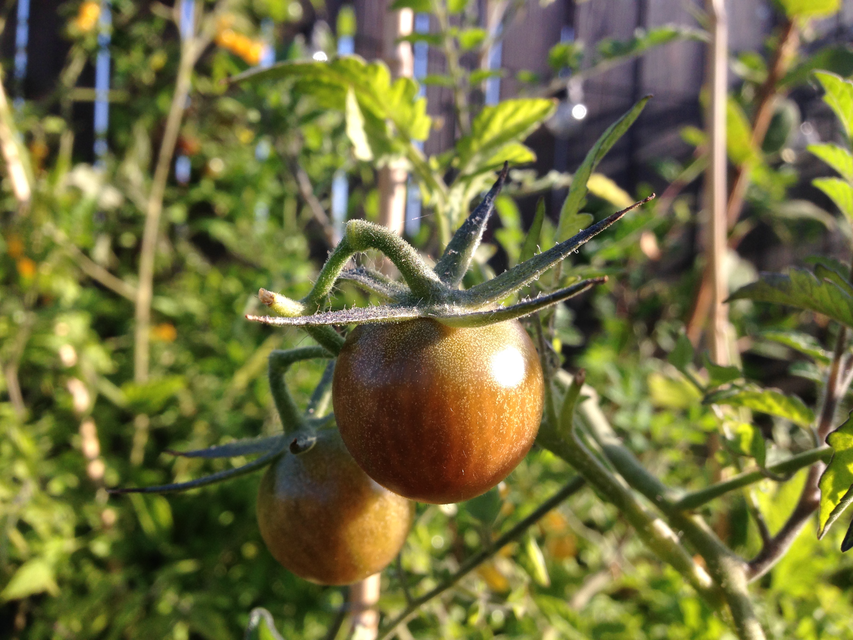Tomate Black Cherry, mes préférées