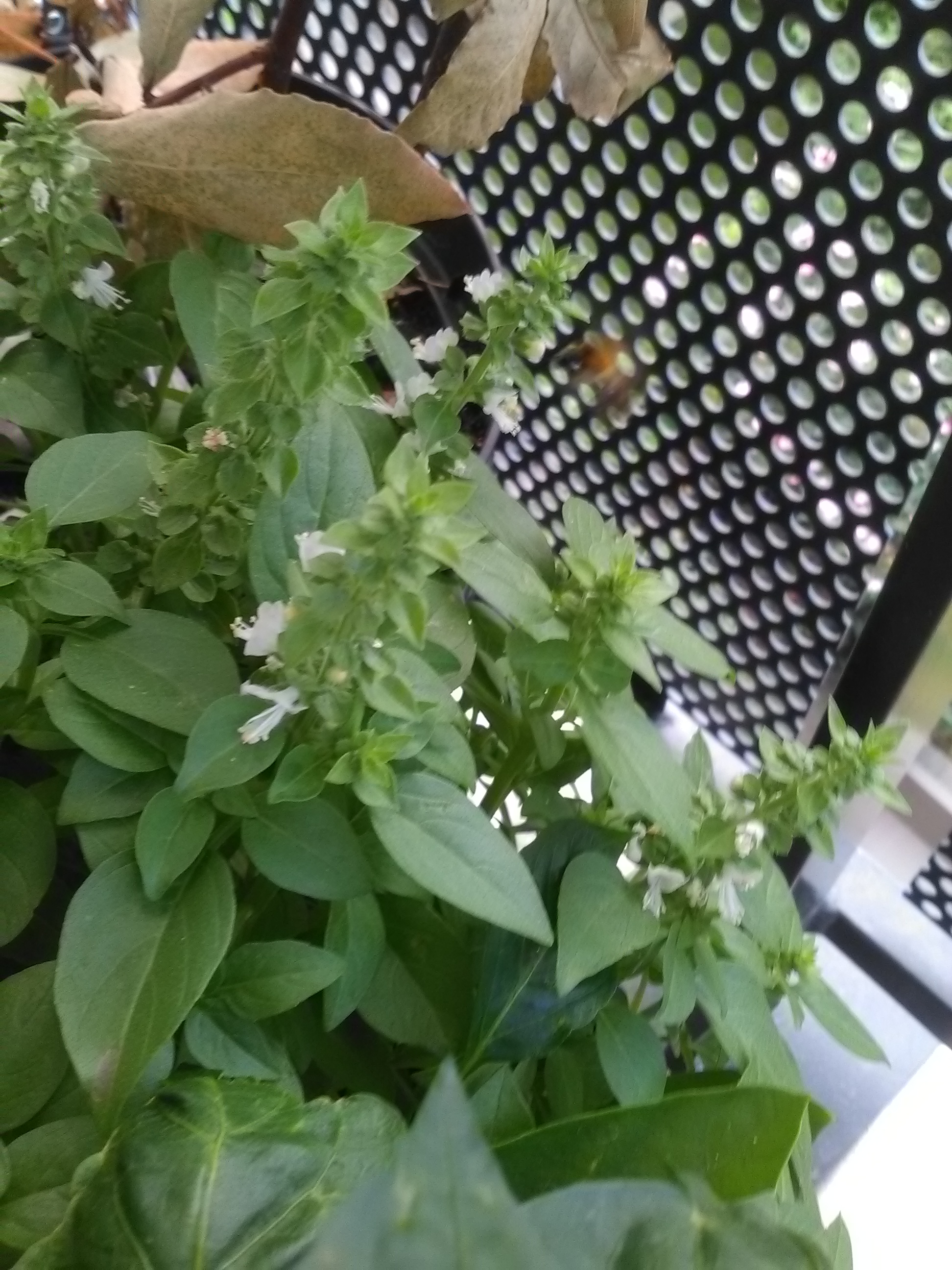 Basilic en fleurs