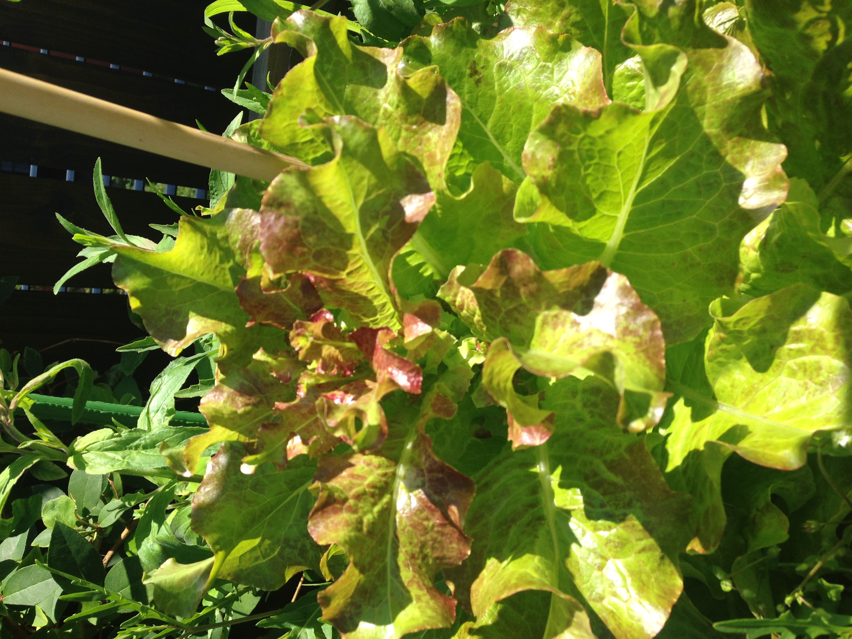 agriculture urbaine