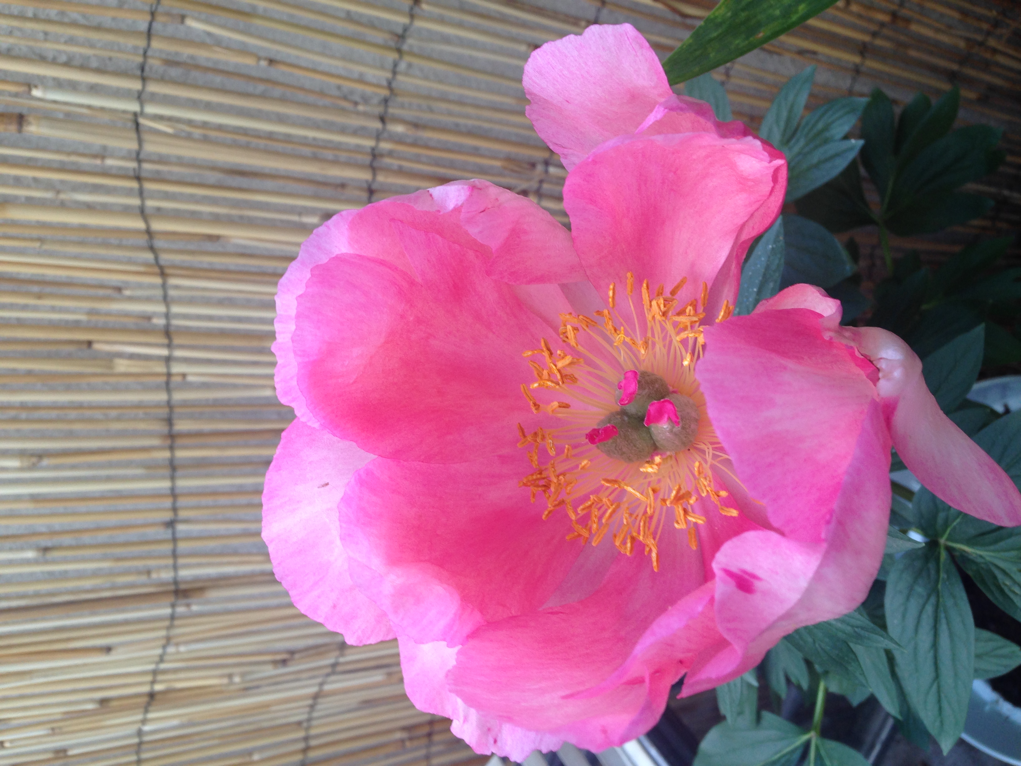 Pivoine en fleur