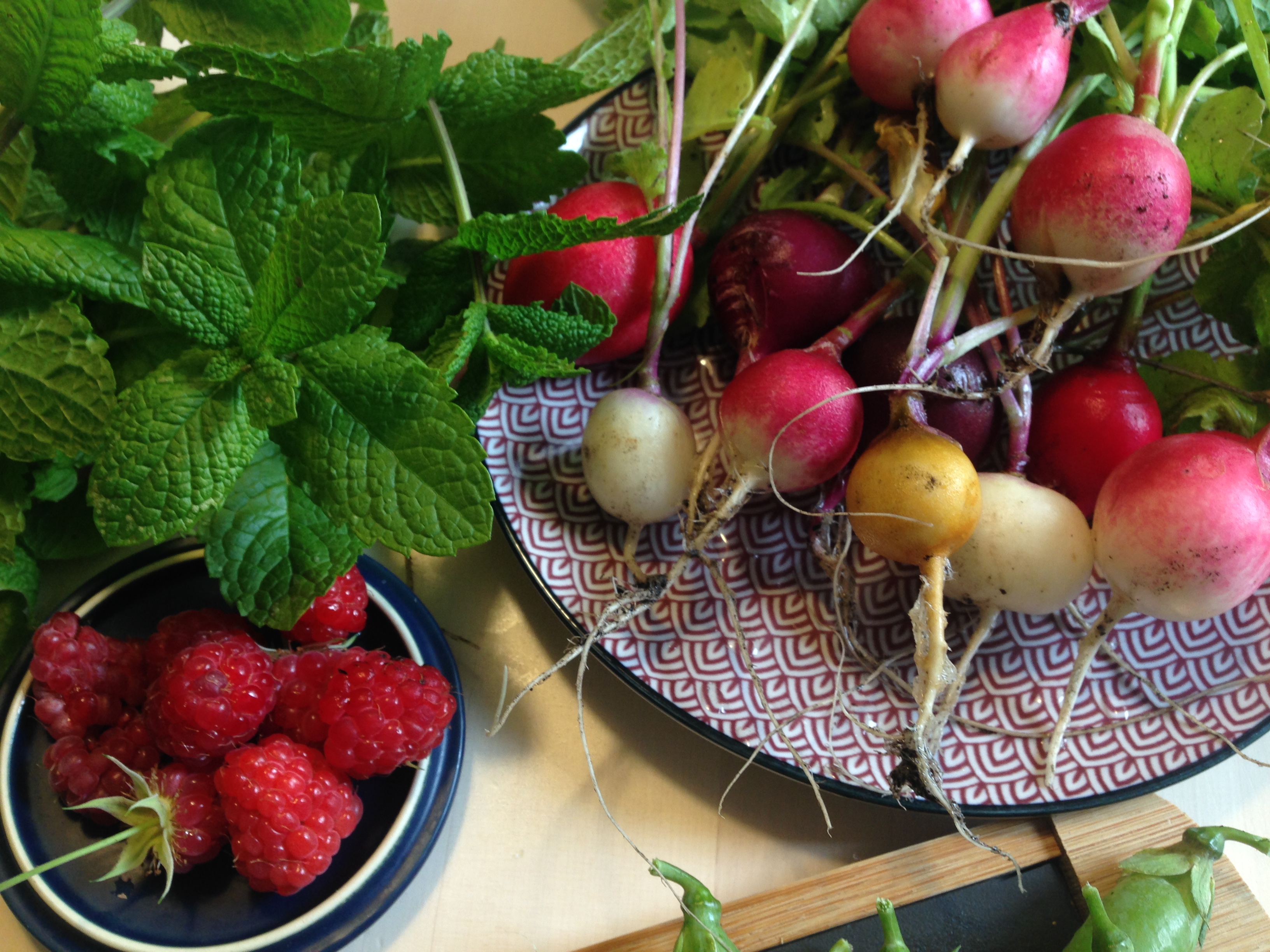Récolte radis & Framboises