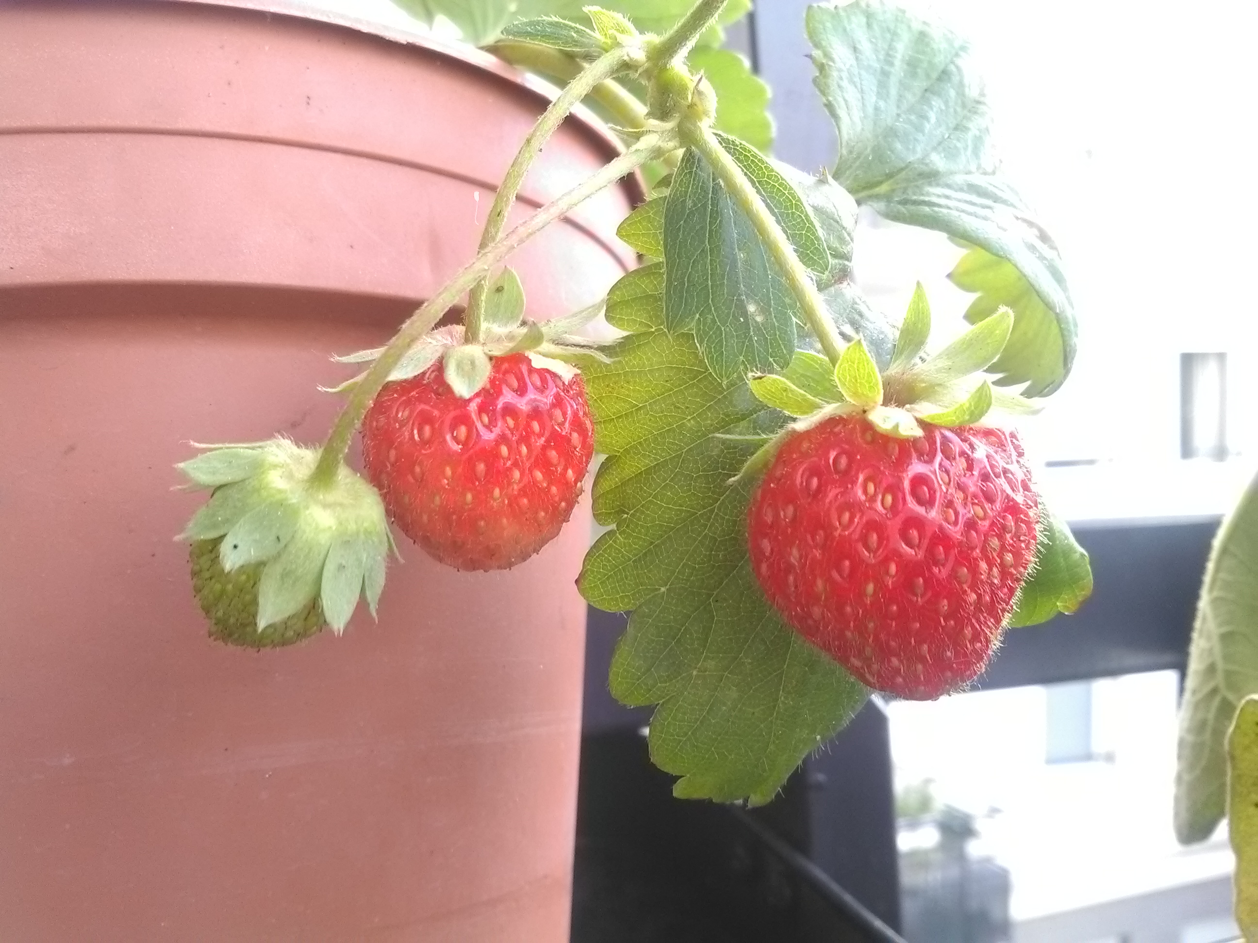 Elles sont pas belles nos fraises?!