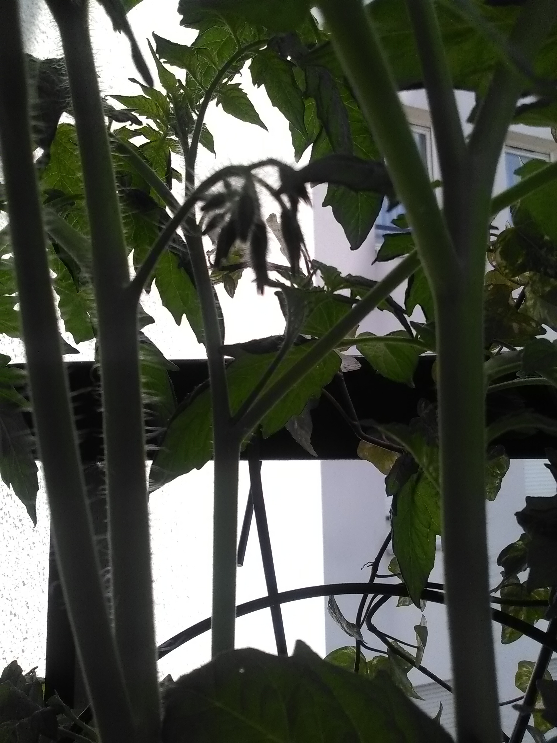 Une forêt de tomate