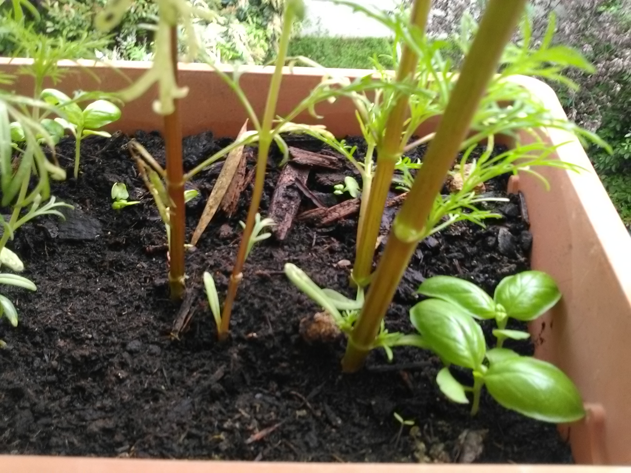 Basilic au pied des cosmos