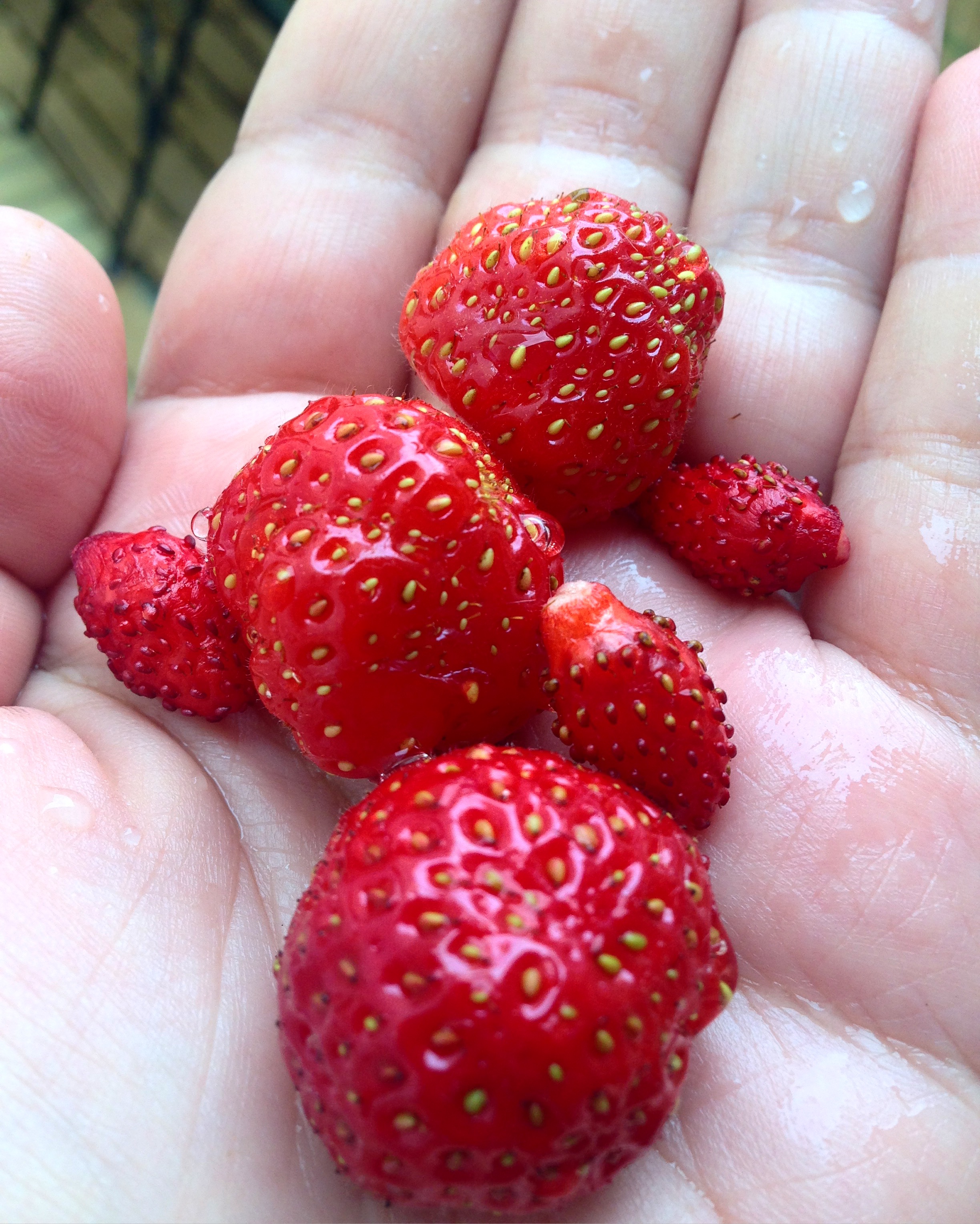 Fraises du balcon