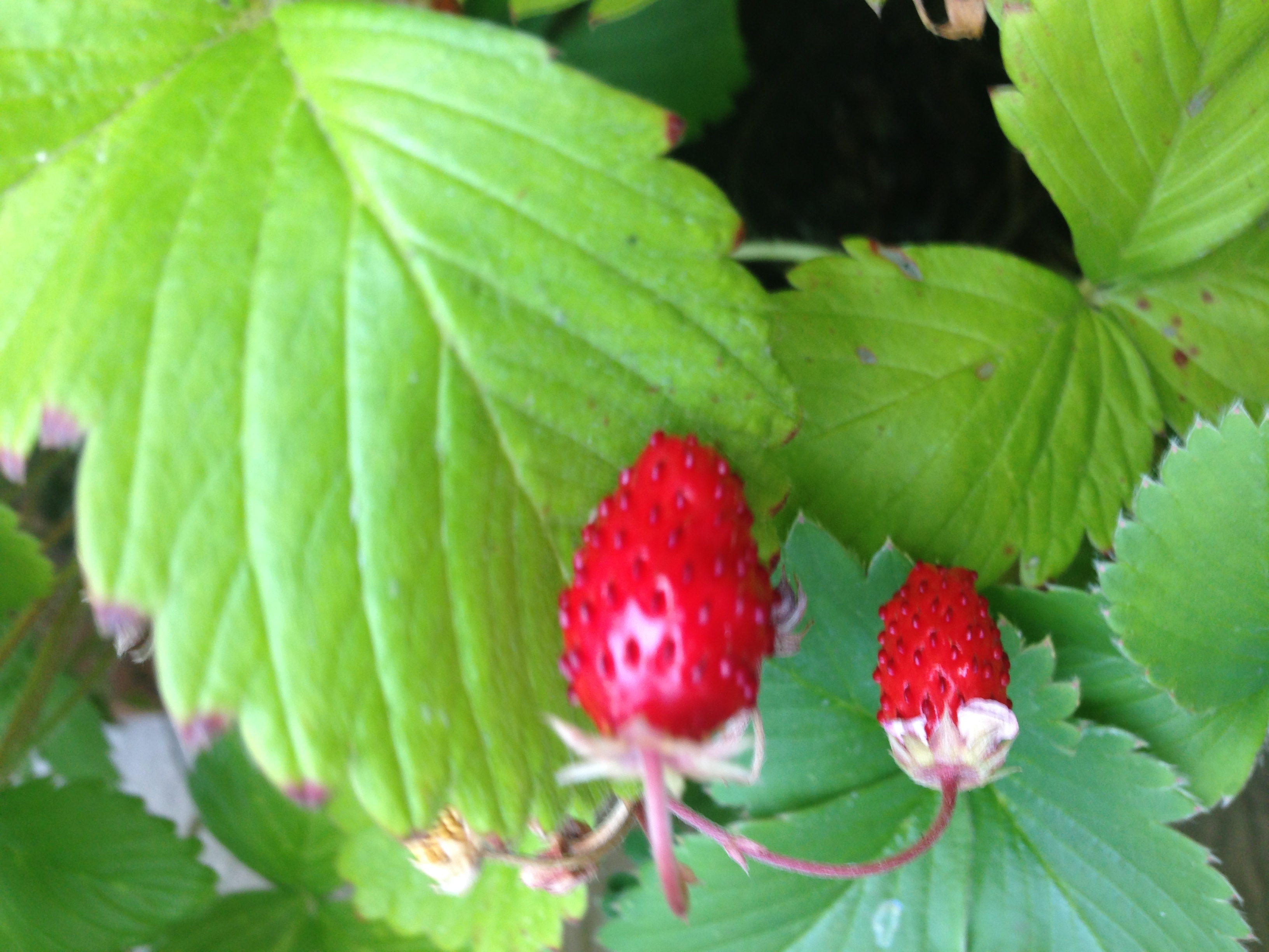 Fraises des bois