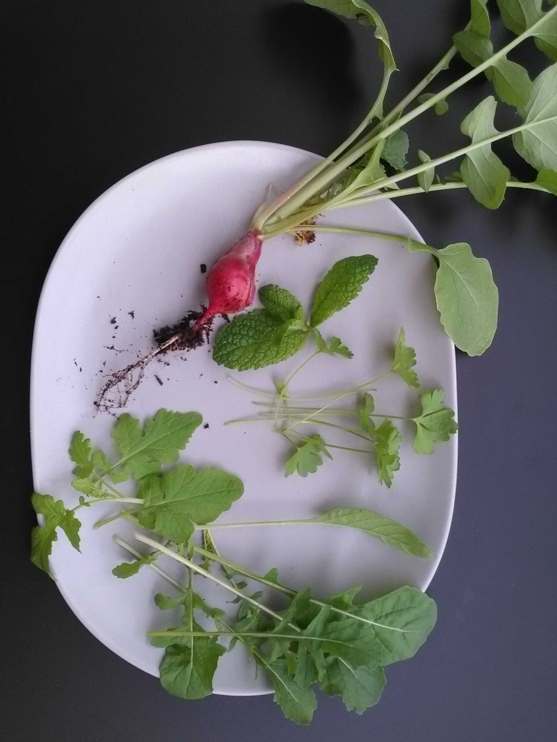 Moutarde, roquette, radis