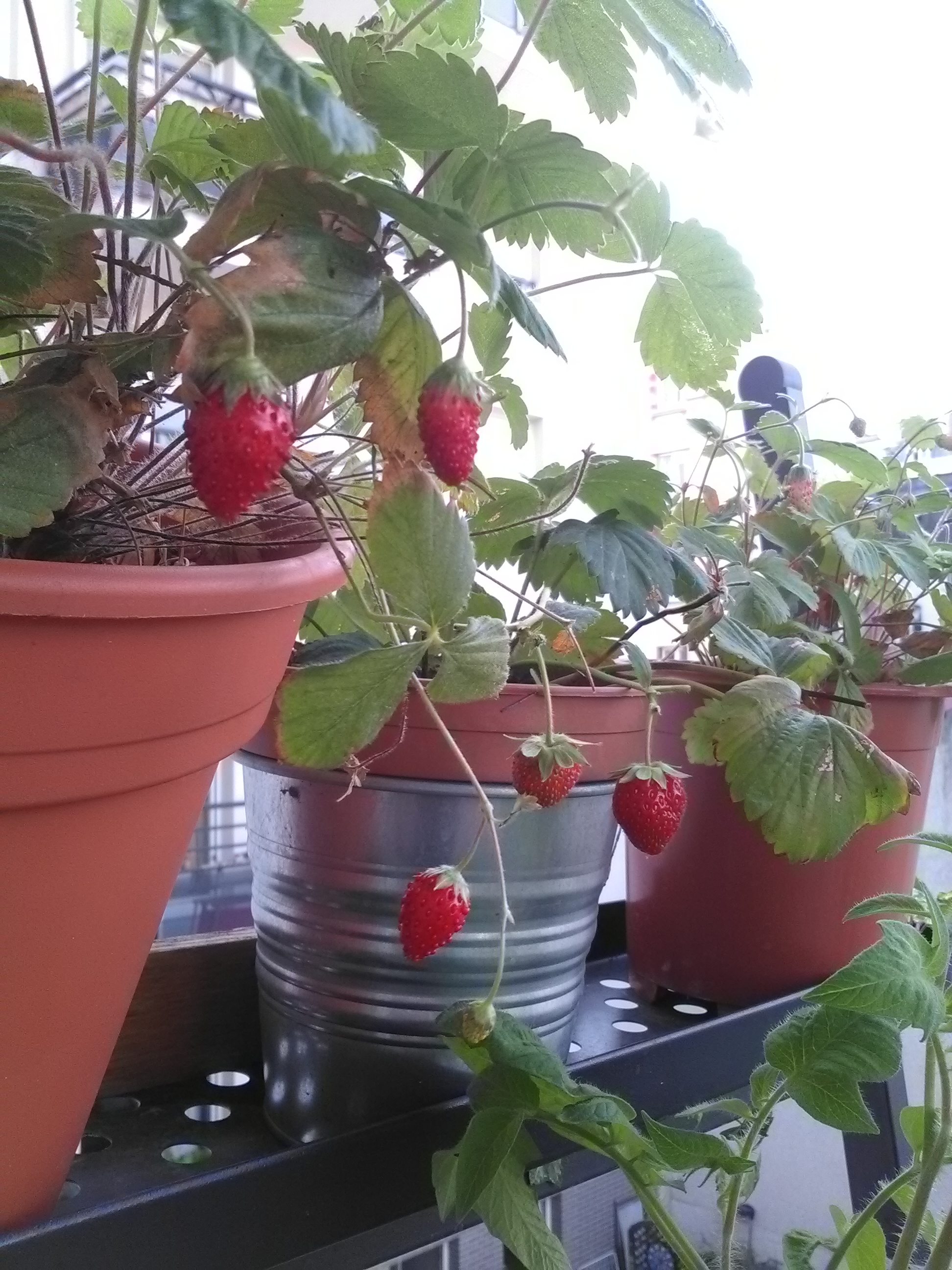Des fraises à gogo