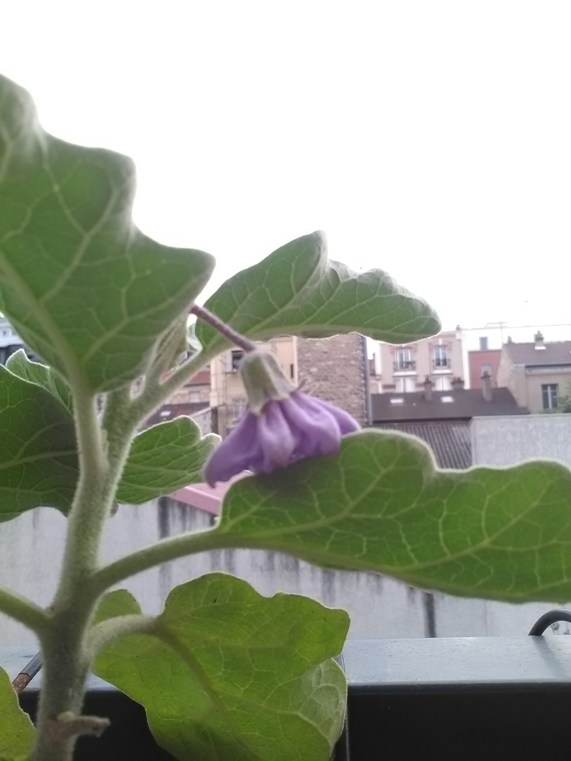 Fleur d'aubergine