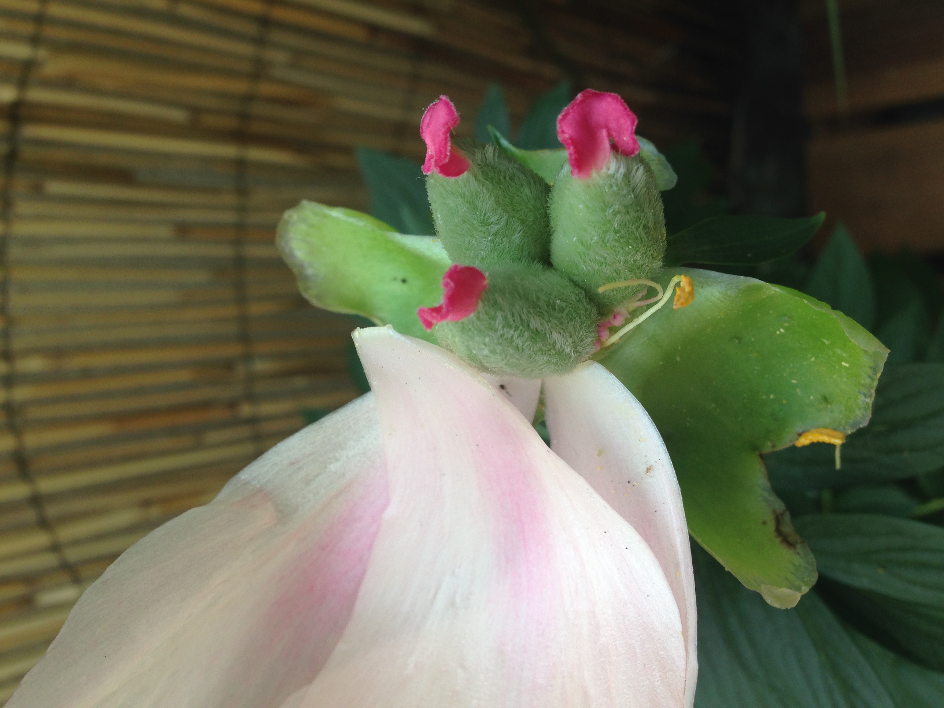 Fin de ma pivoine
