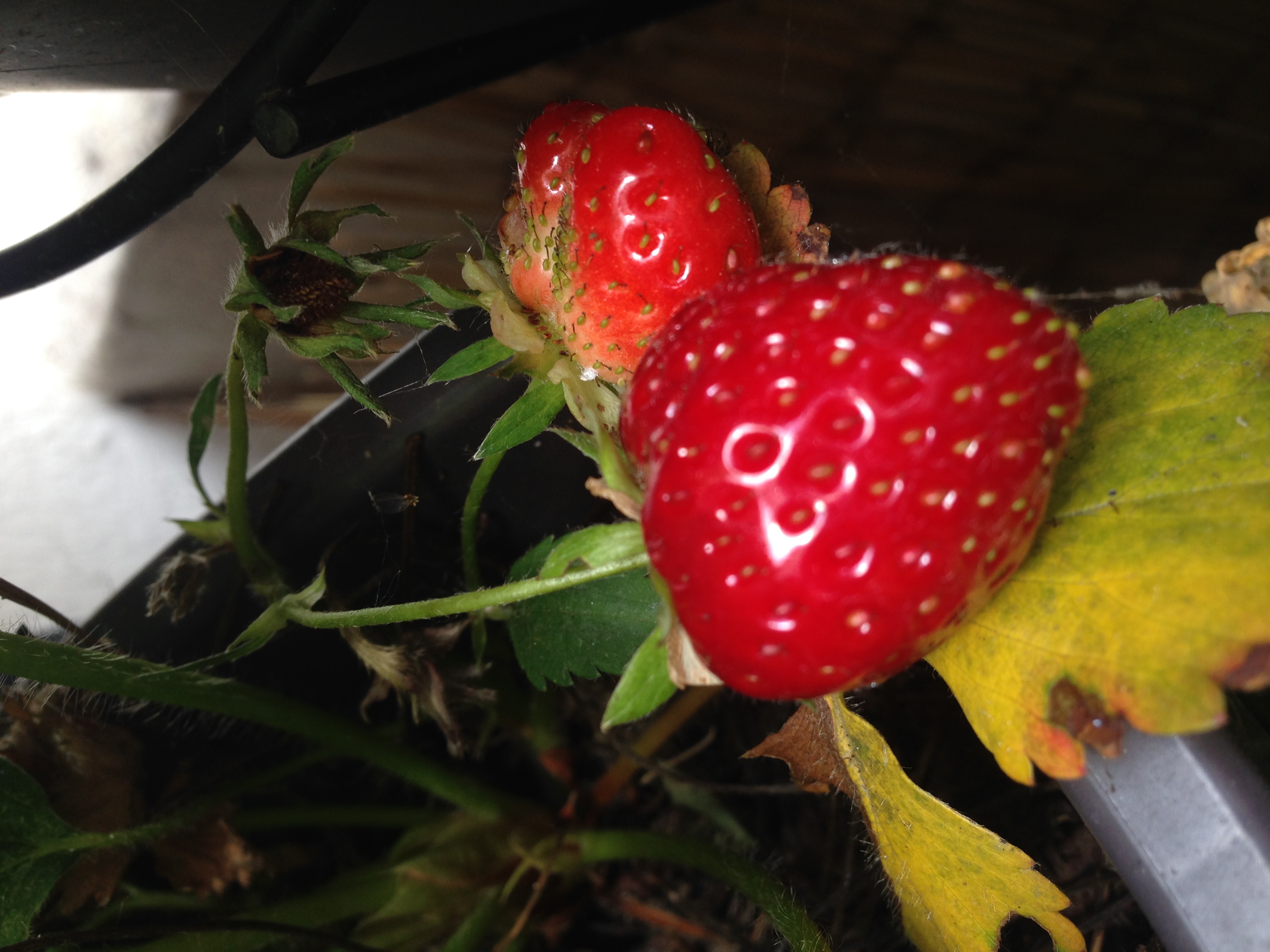 agriculture urbaine