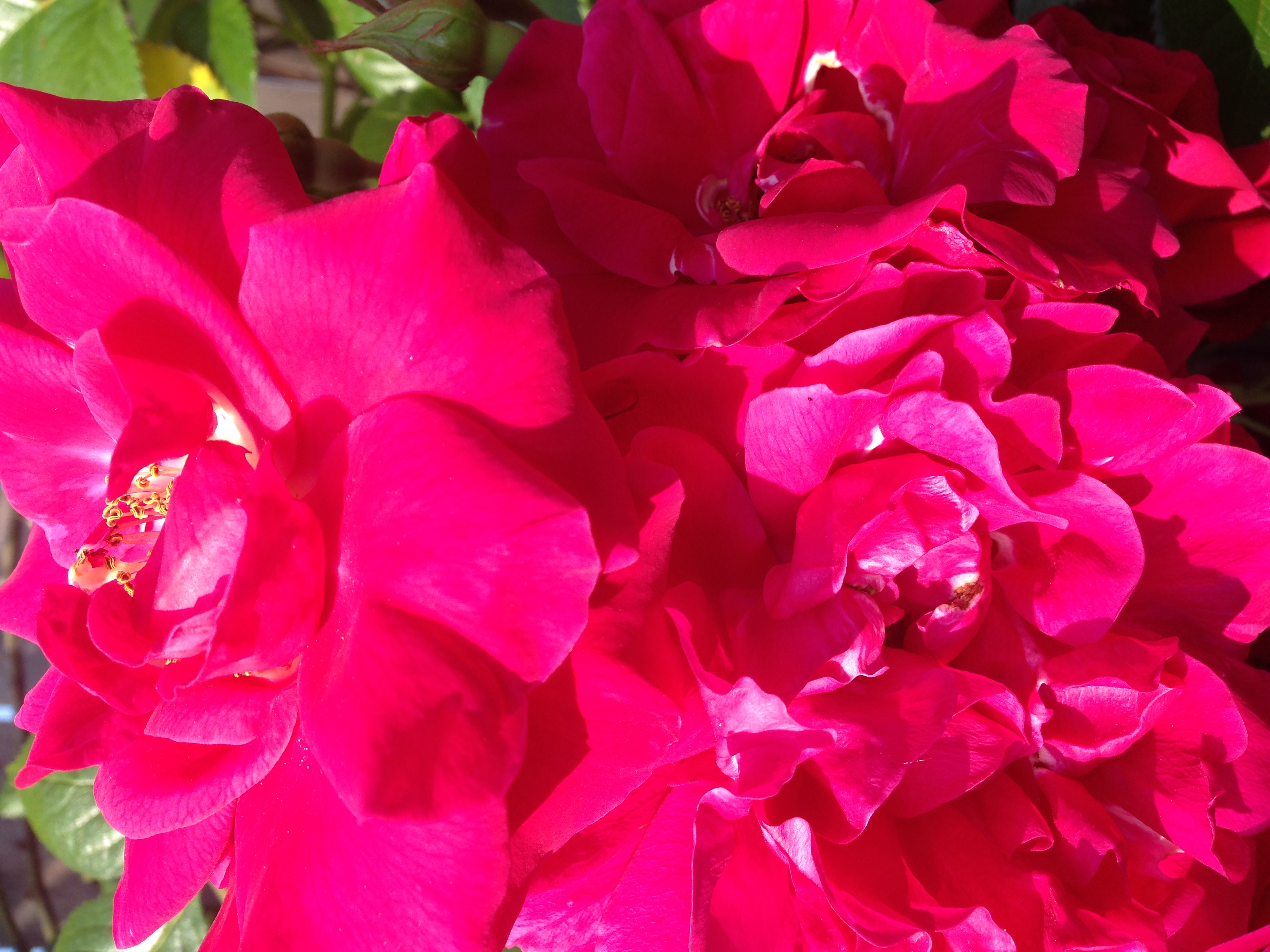 Bougainvilliers