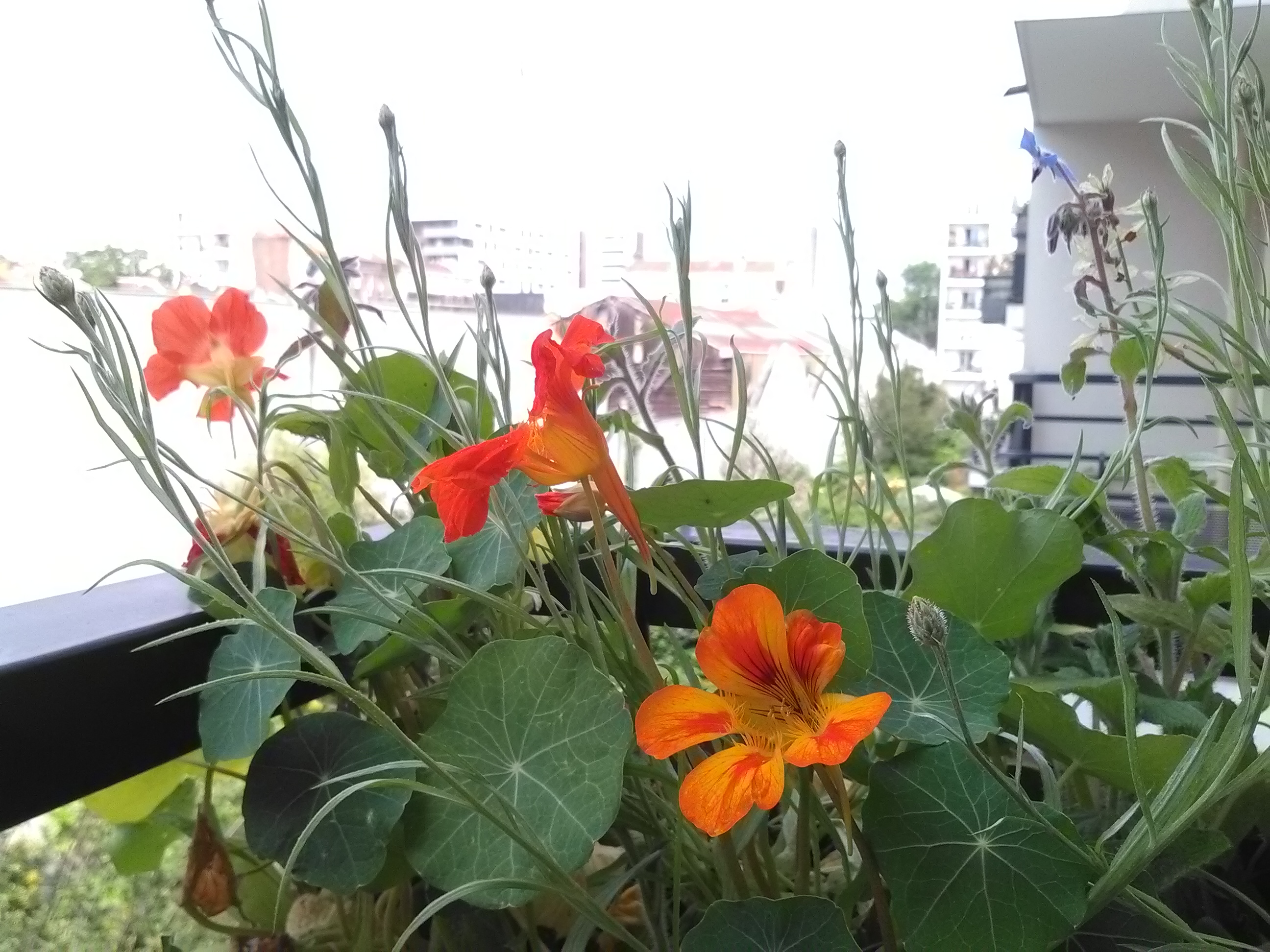 Mélange de fleurs comestibles