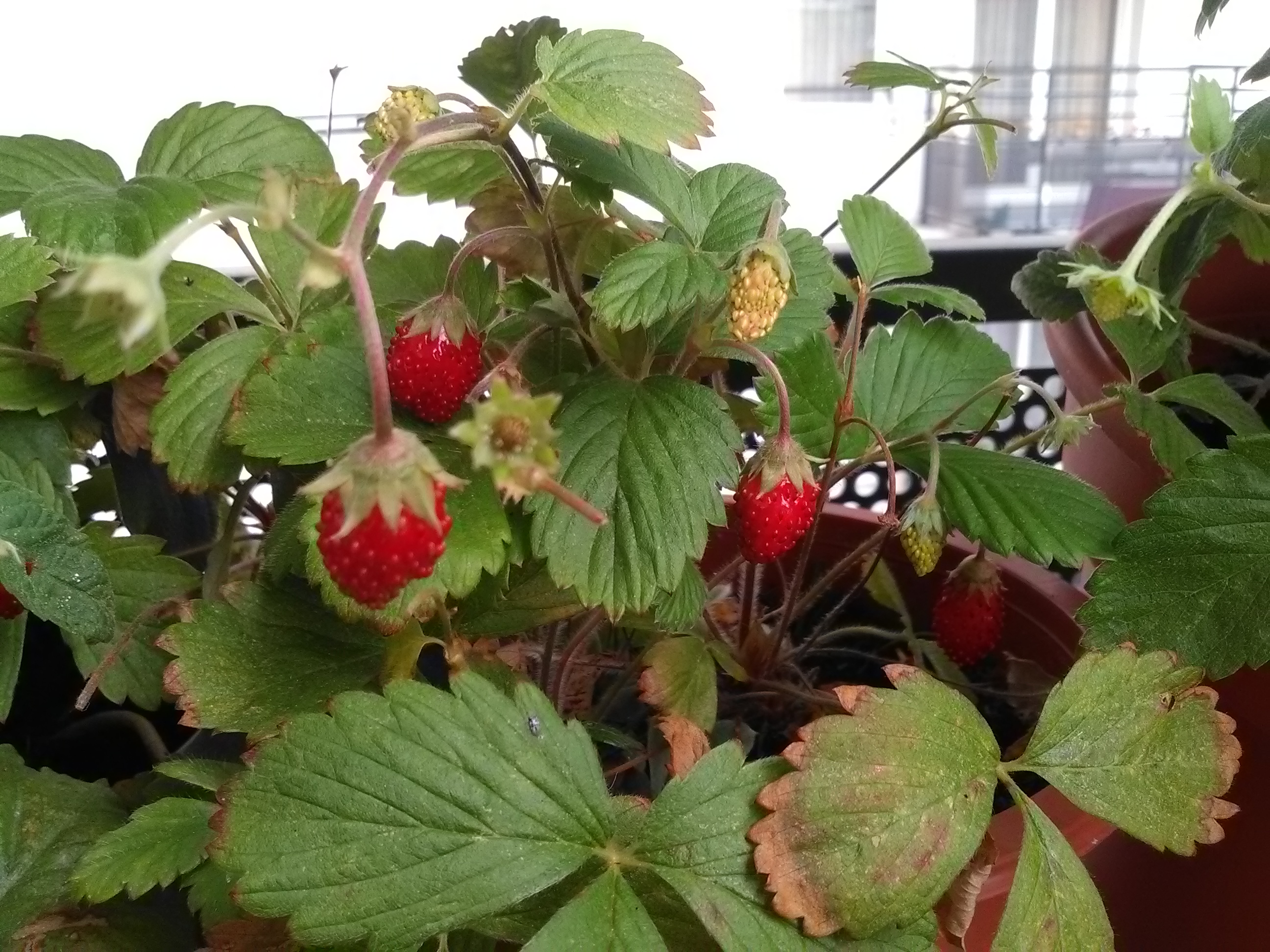Nos fraises des bois