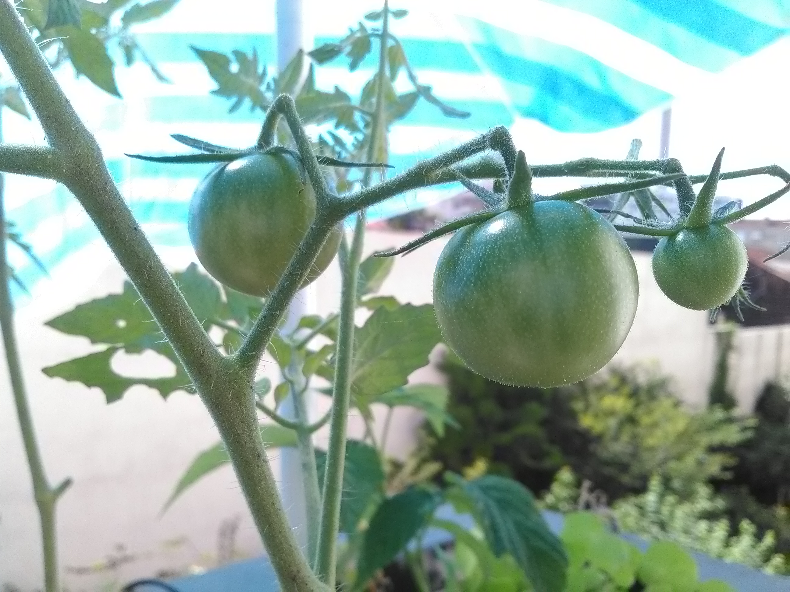 Tomate et canicule!