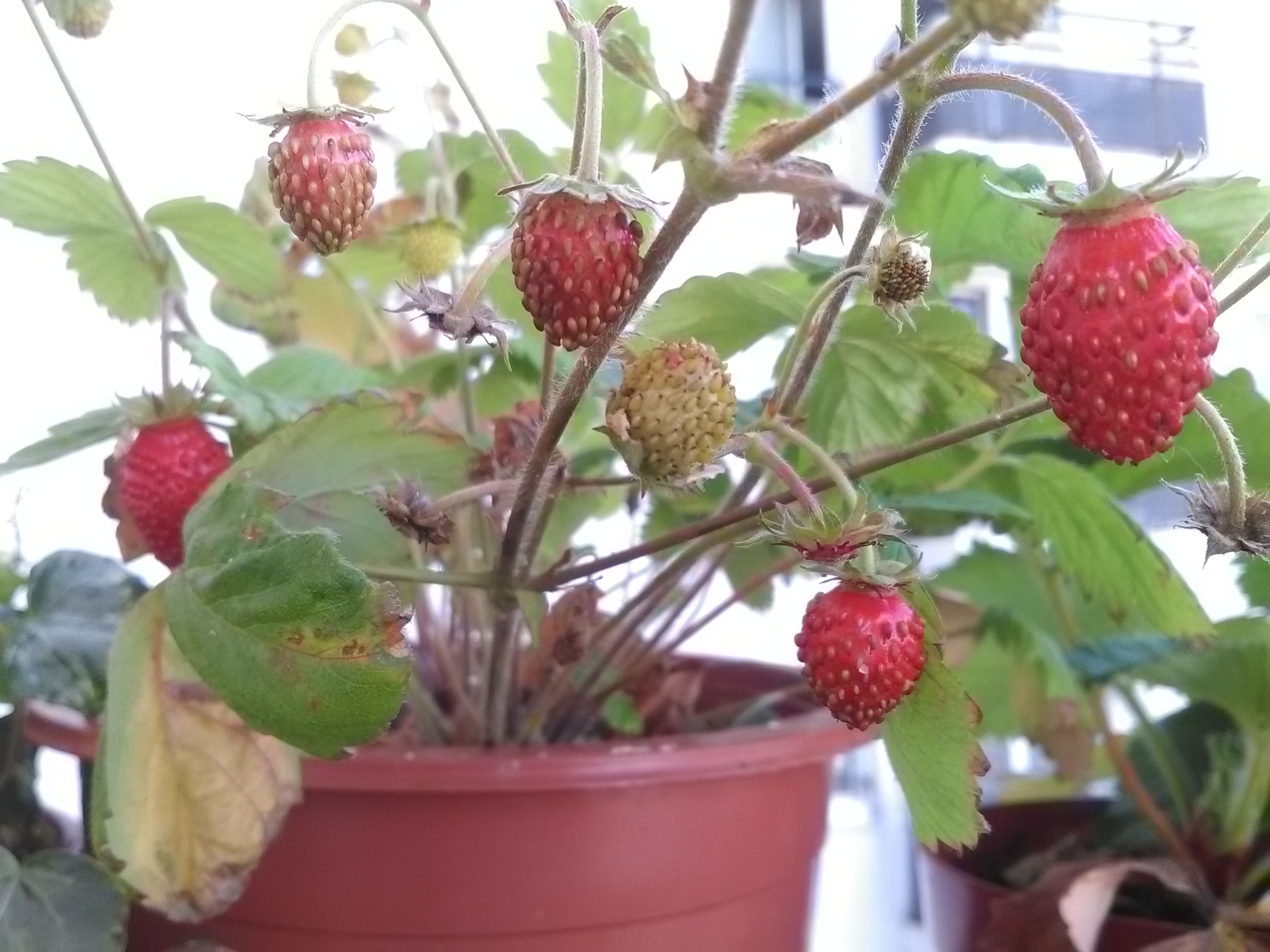 Fraises des bois