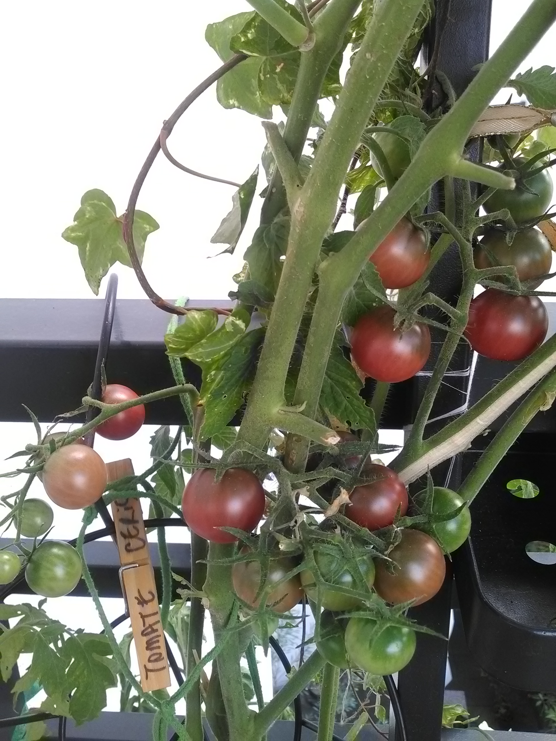 Encore de belles tomates!