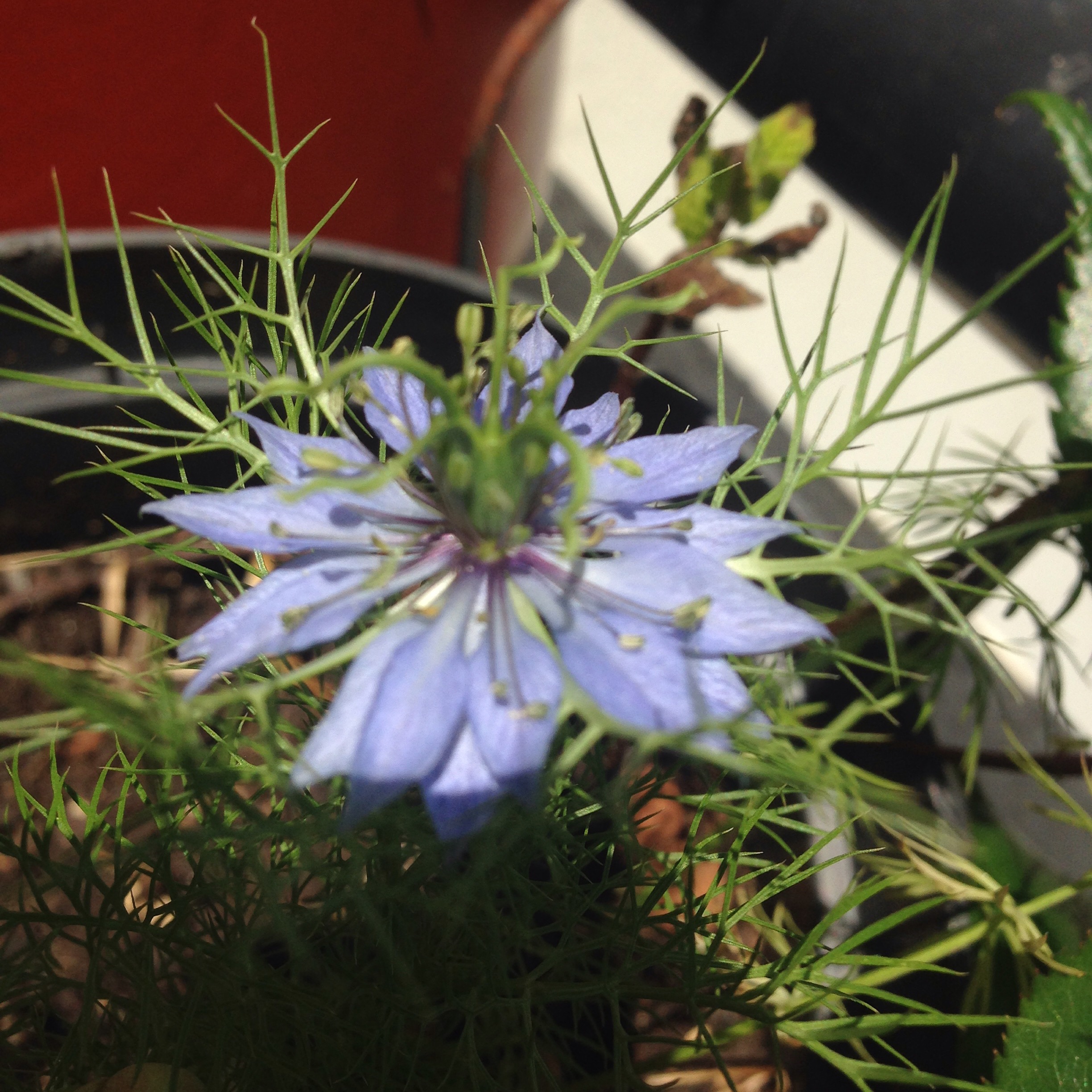 Nigelle de Damas