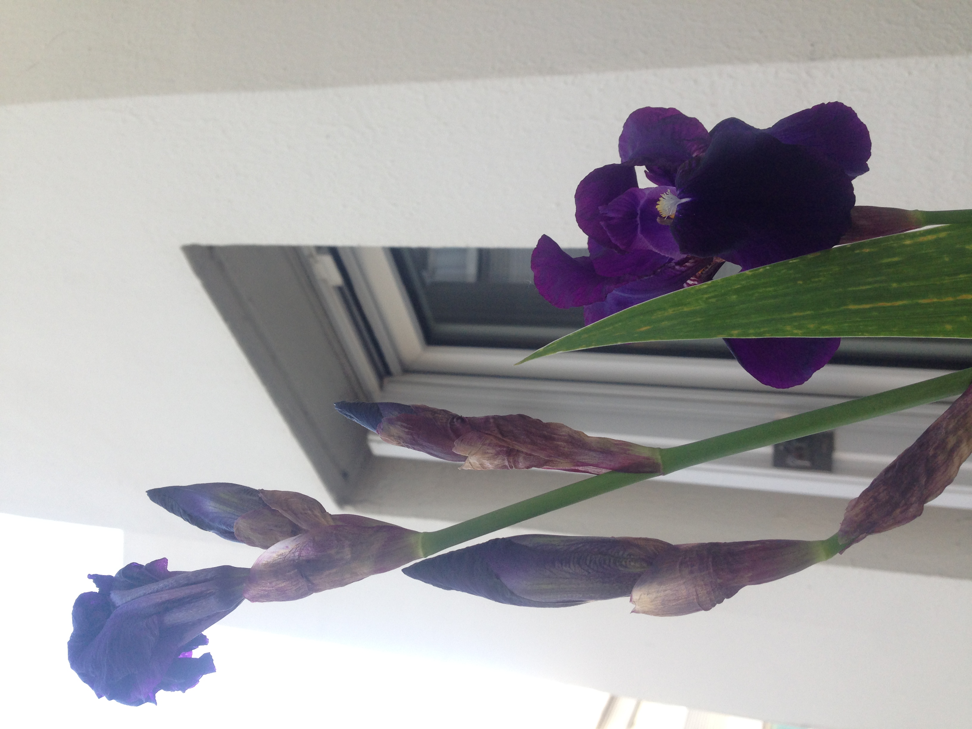 Iris Basilic en Ville