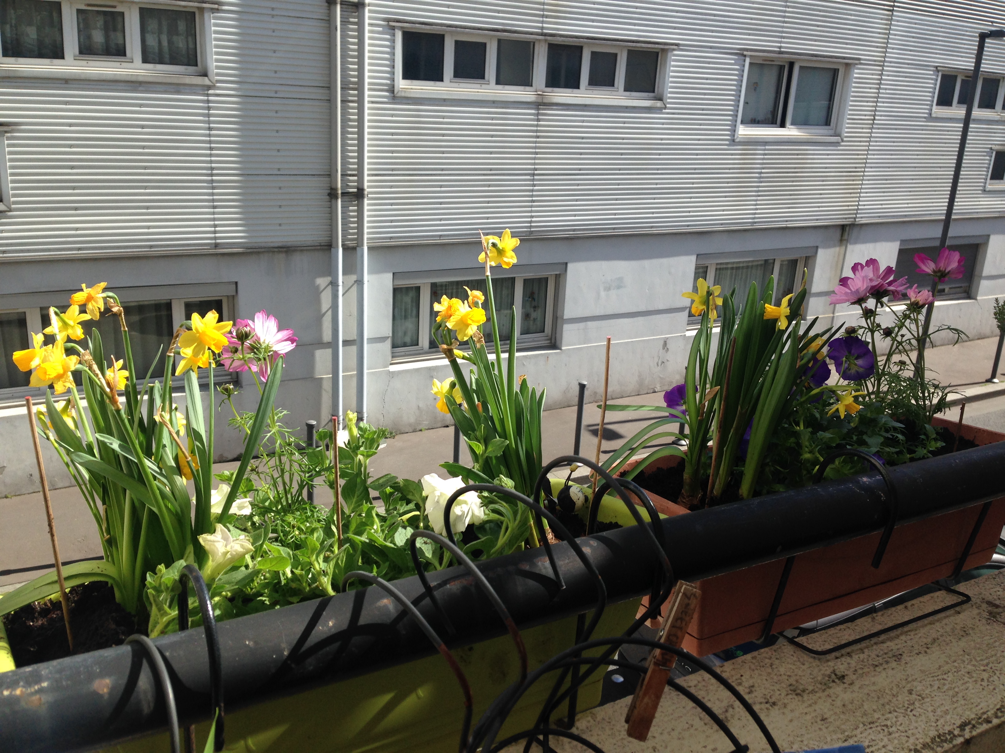 Jonquilles au balcon