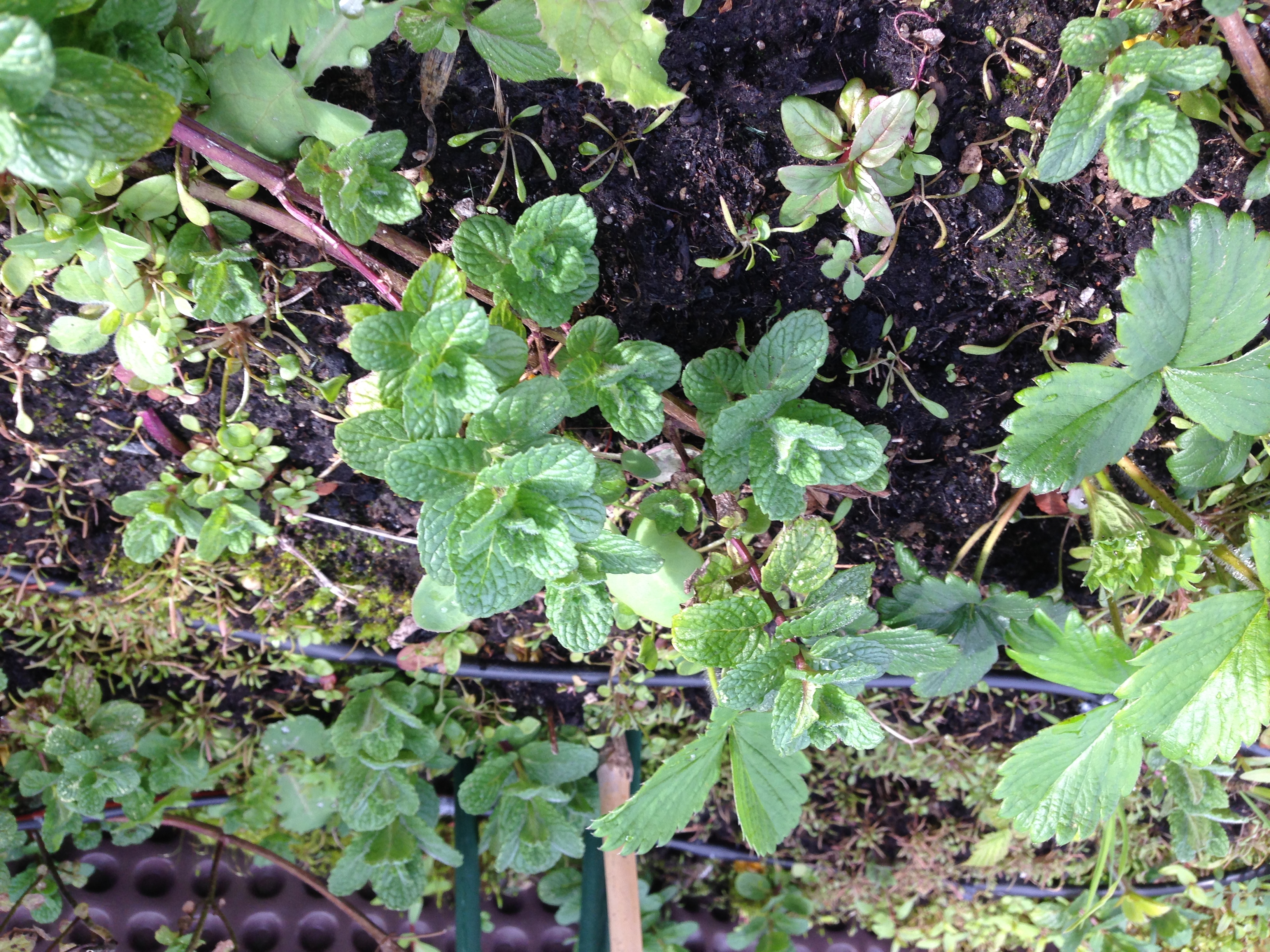 Menthe
