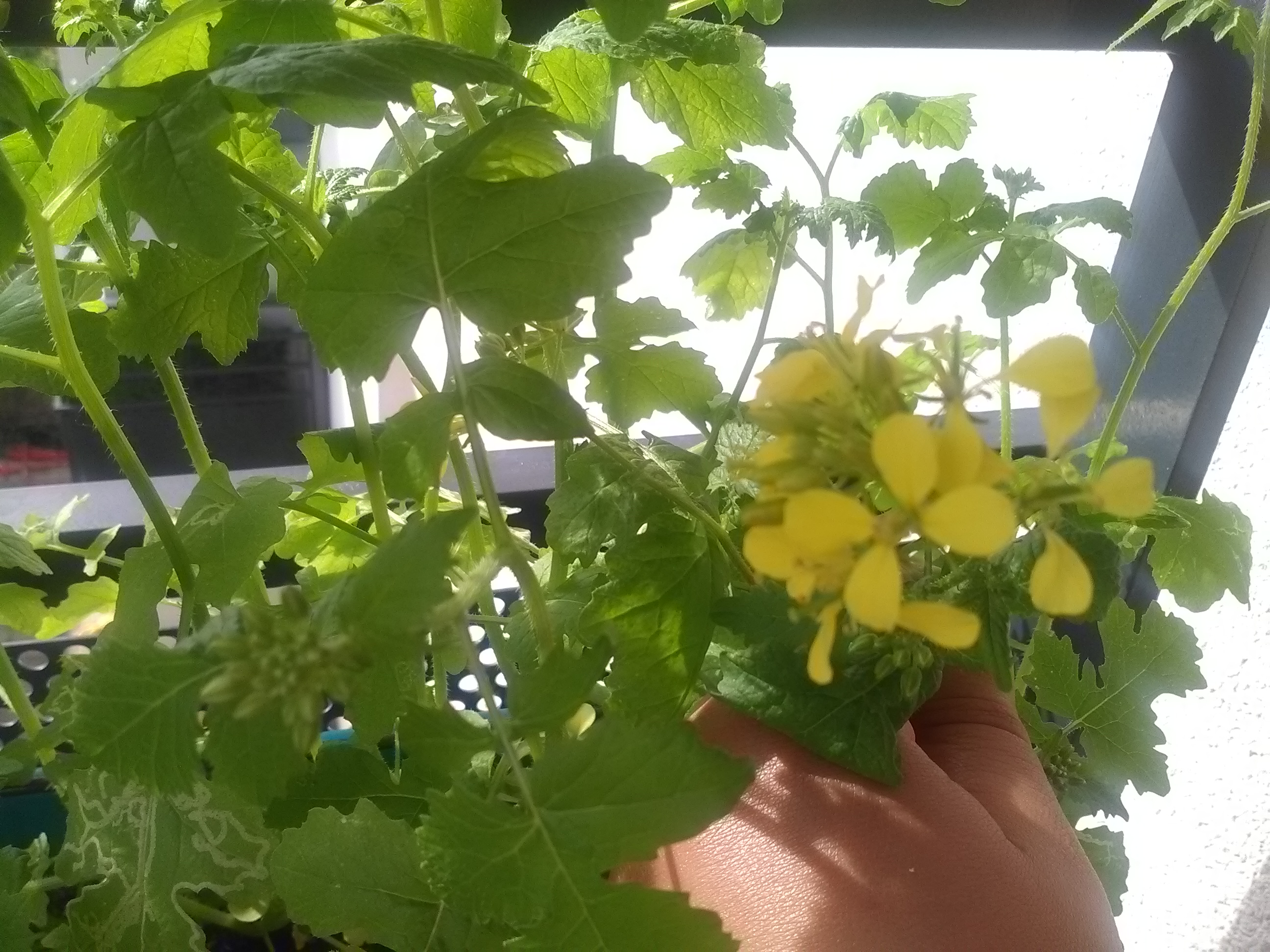 Fleurs de moutarde