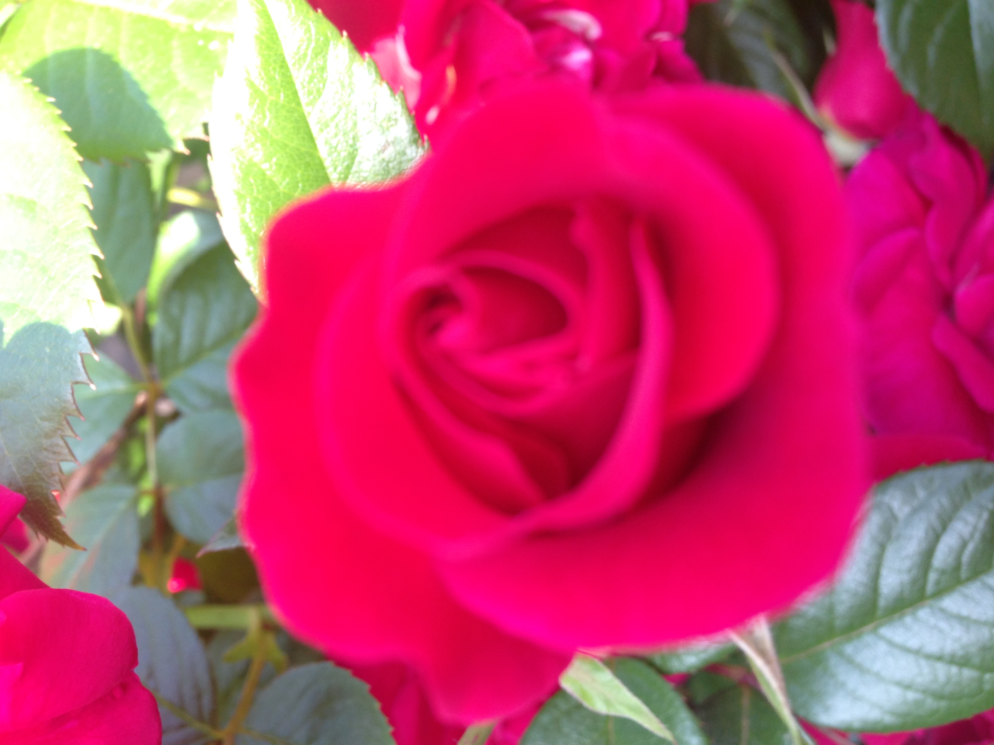 Rose