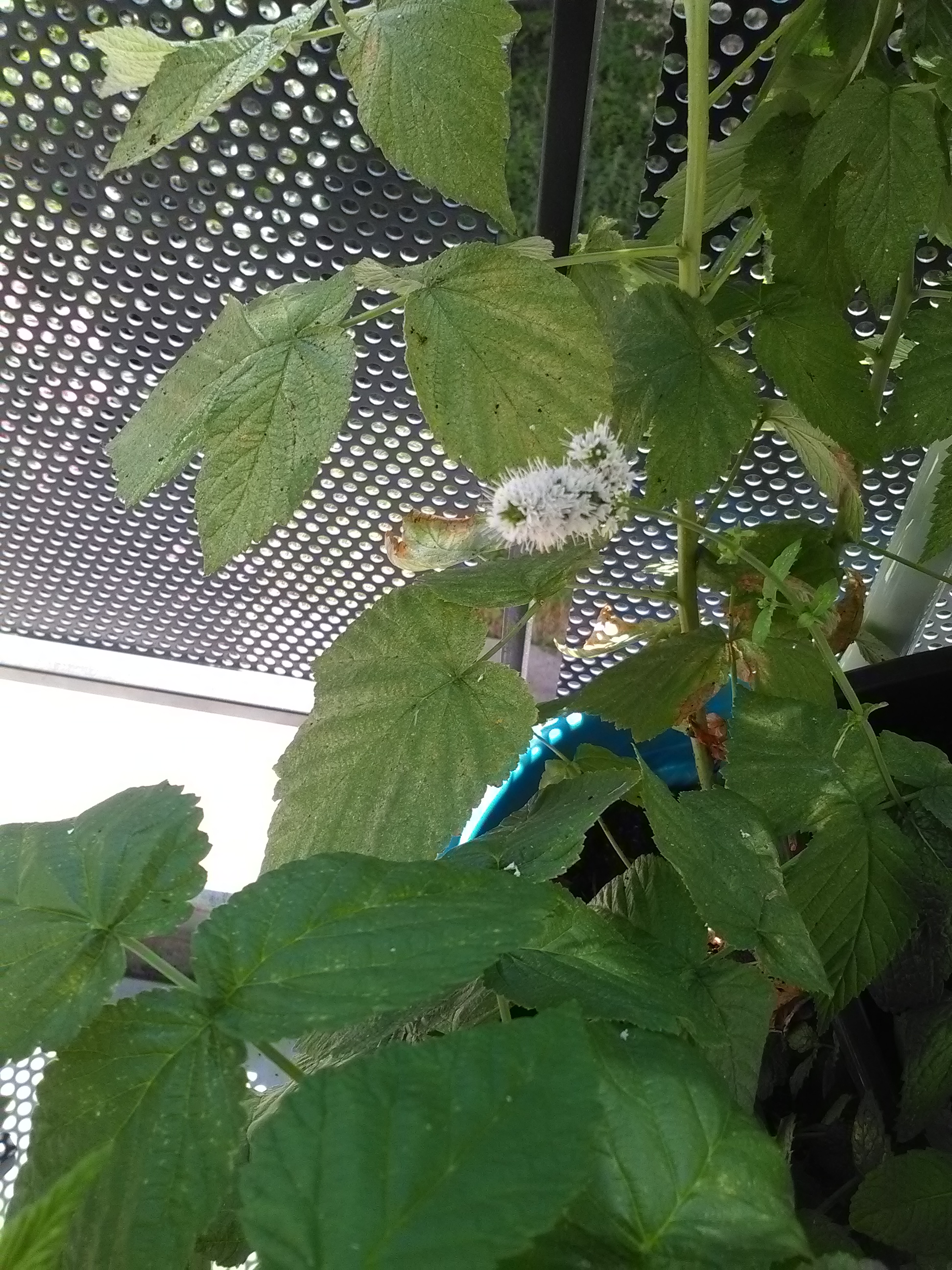 La menthe en fleur
