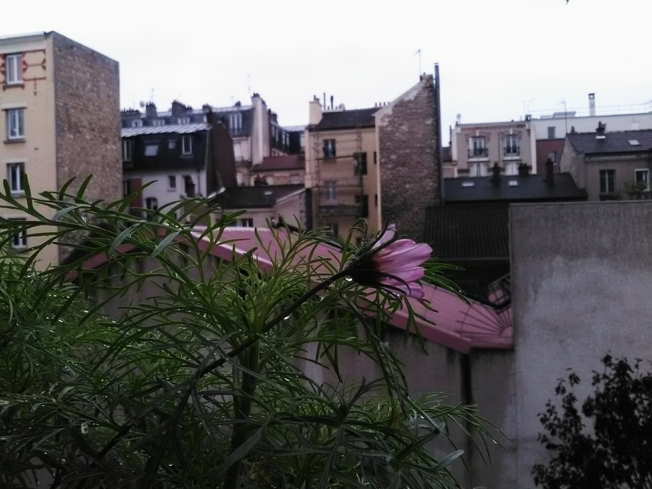 Cosmos