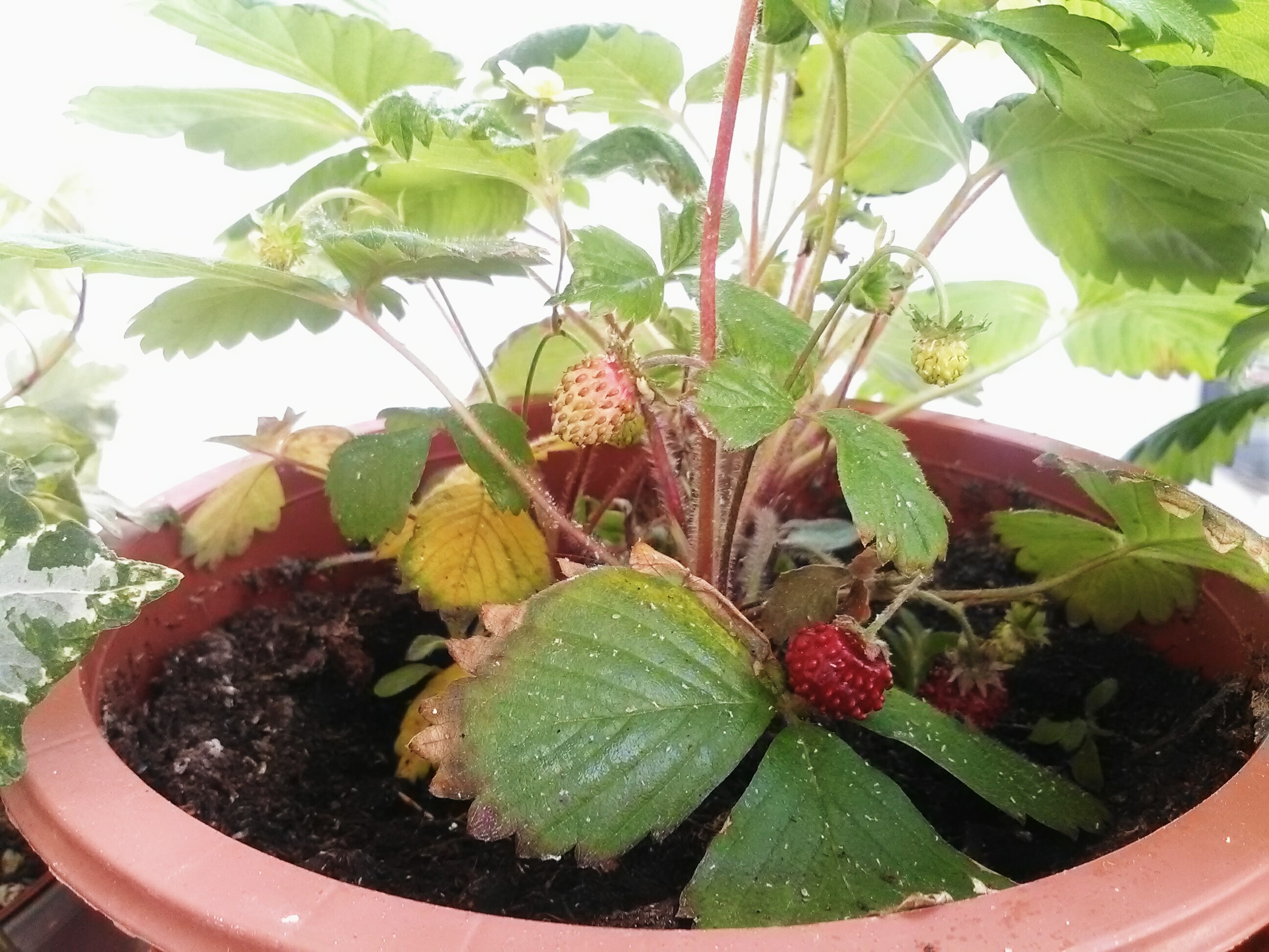 Fraises des bois