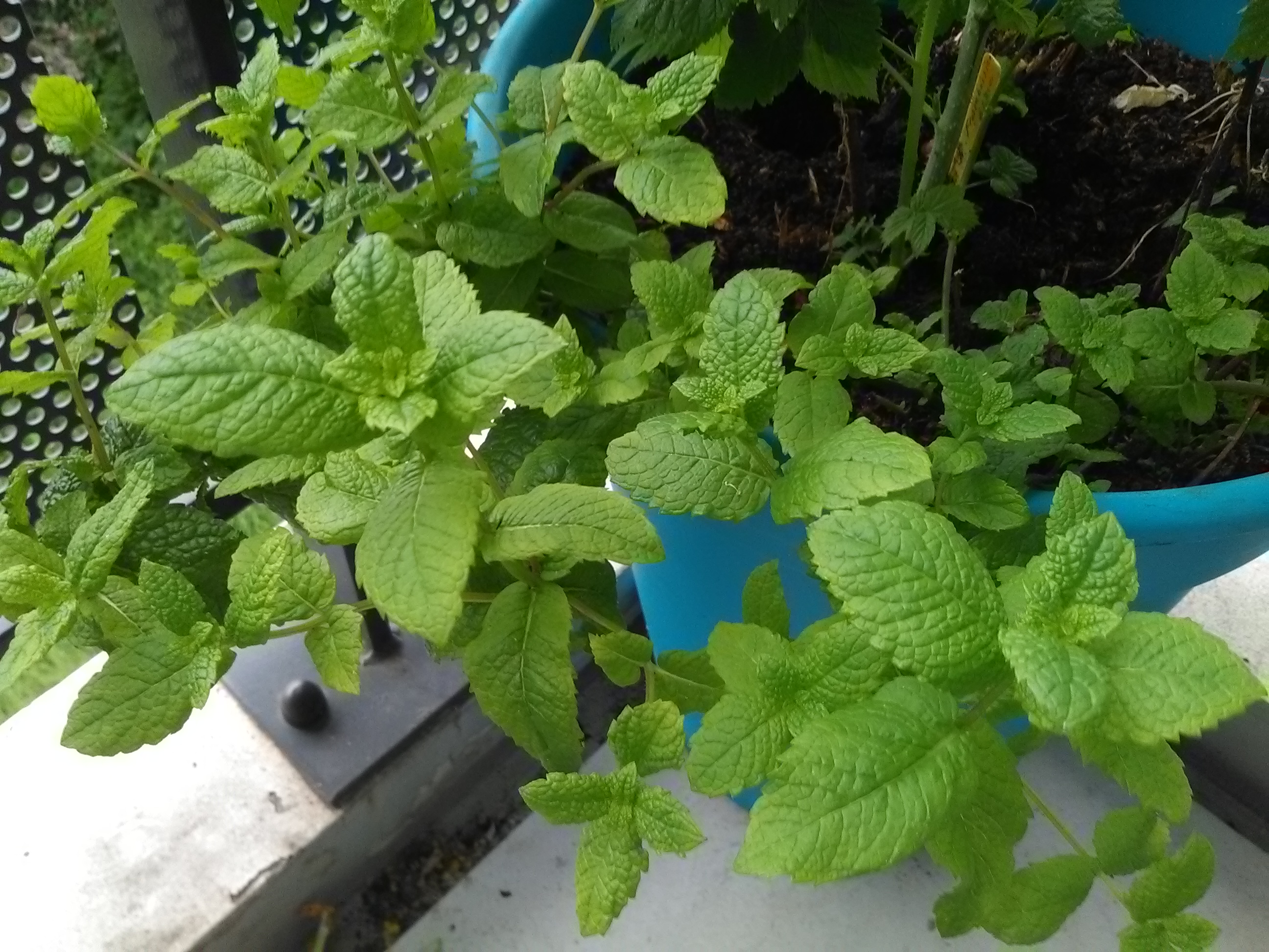 Menthe