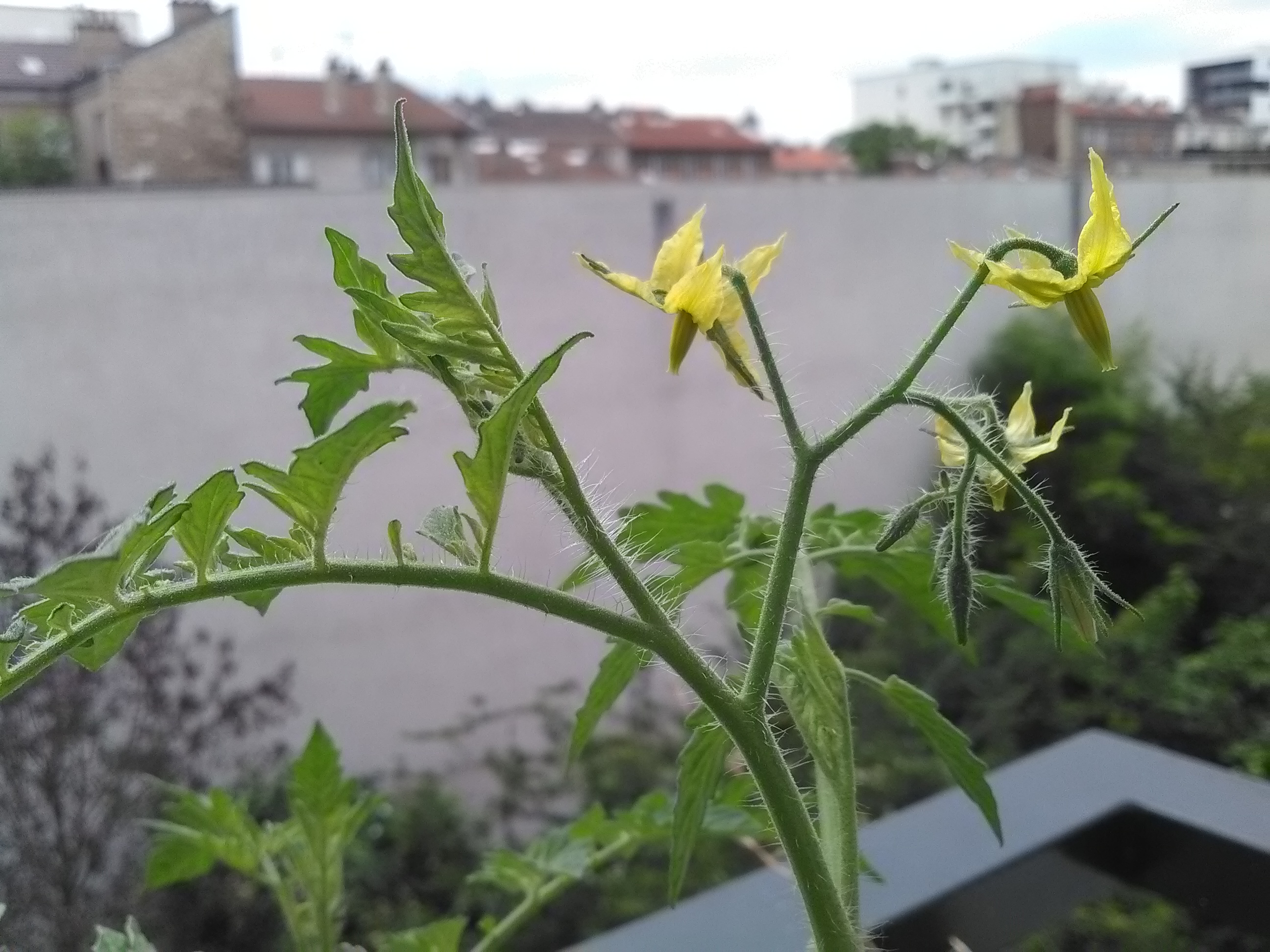 Fleurs de tomates