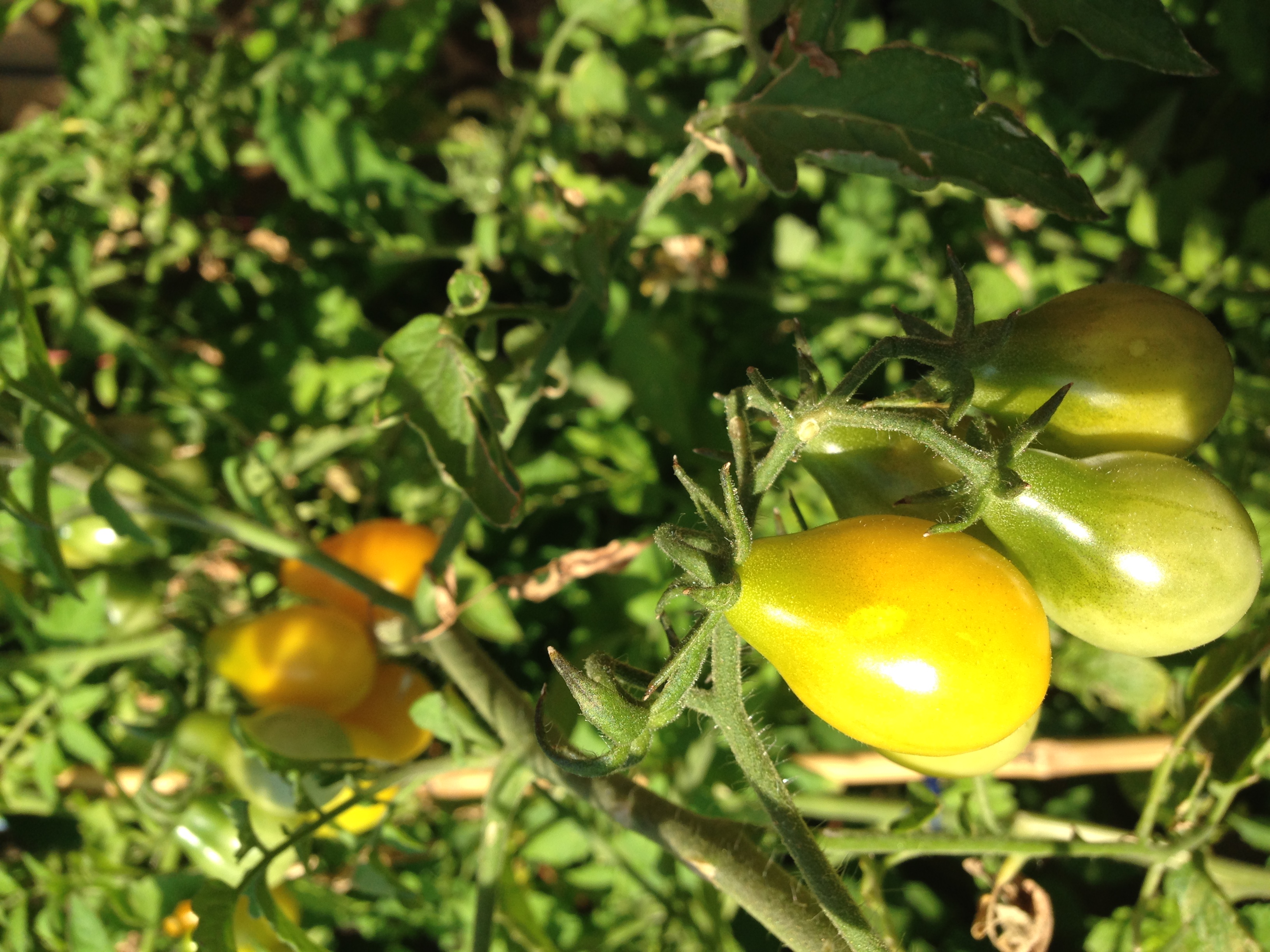 Tomate poire