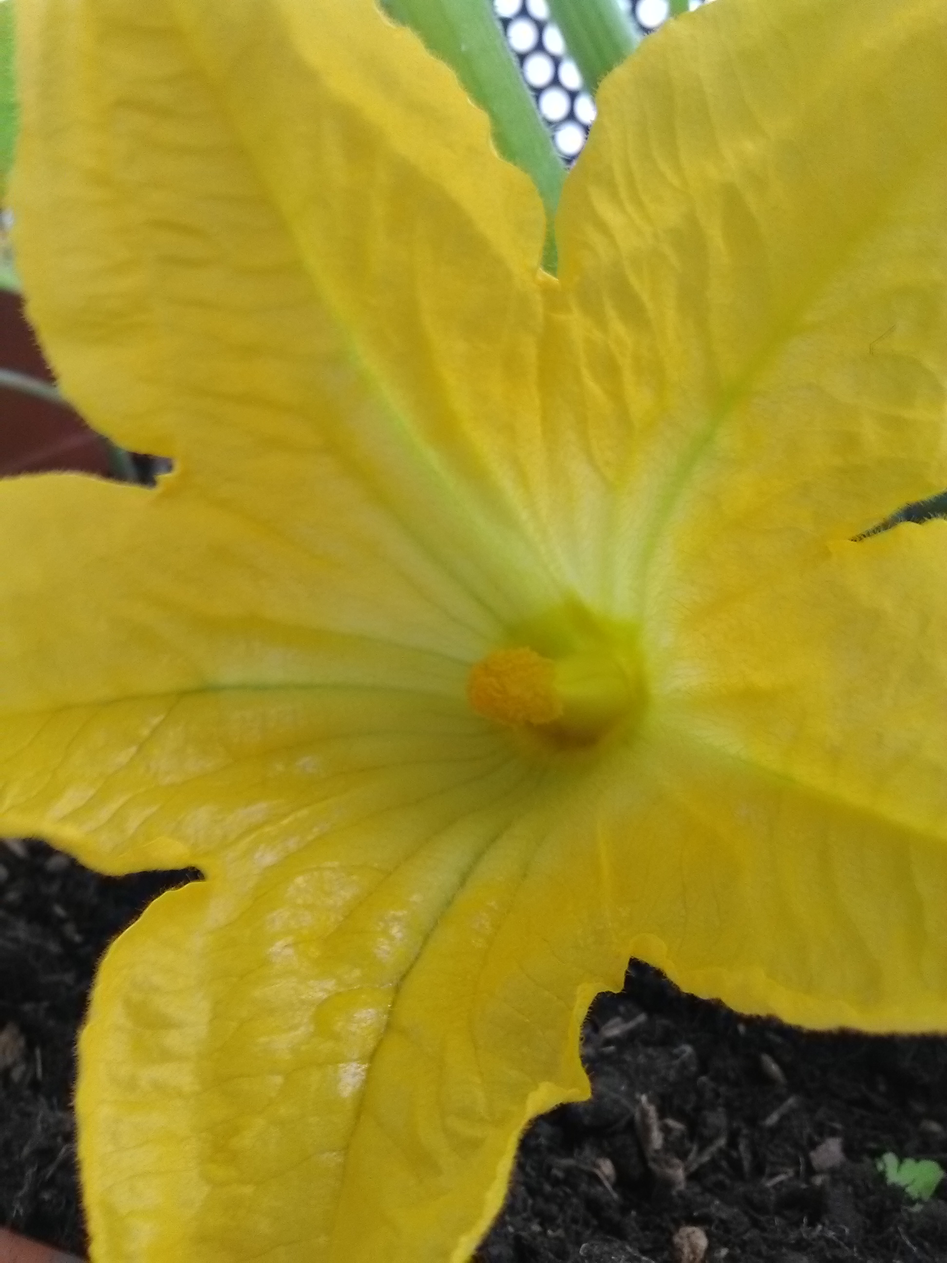 Fleur de courgette